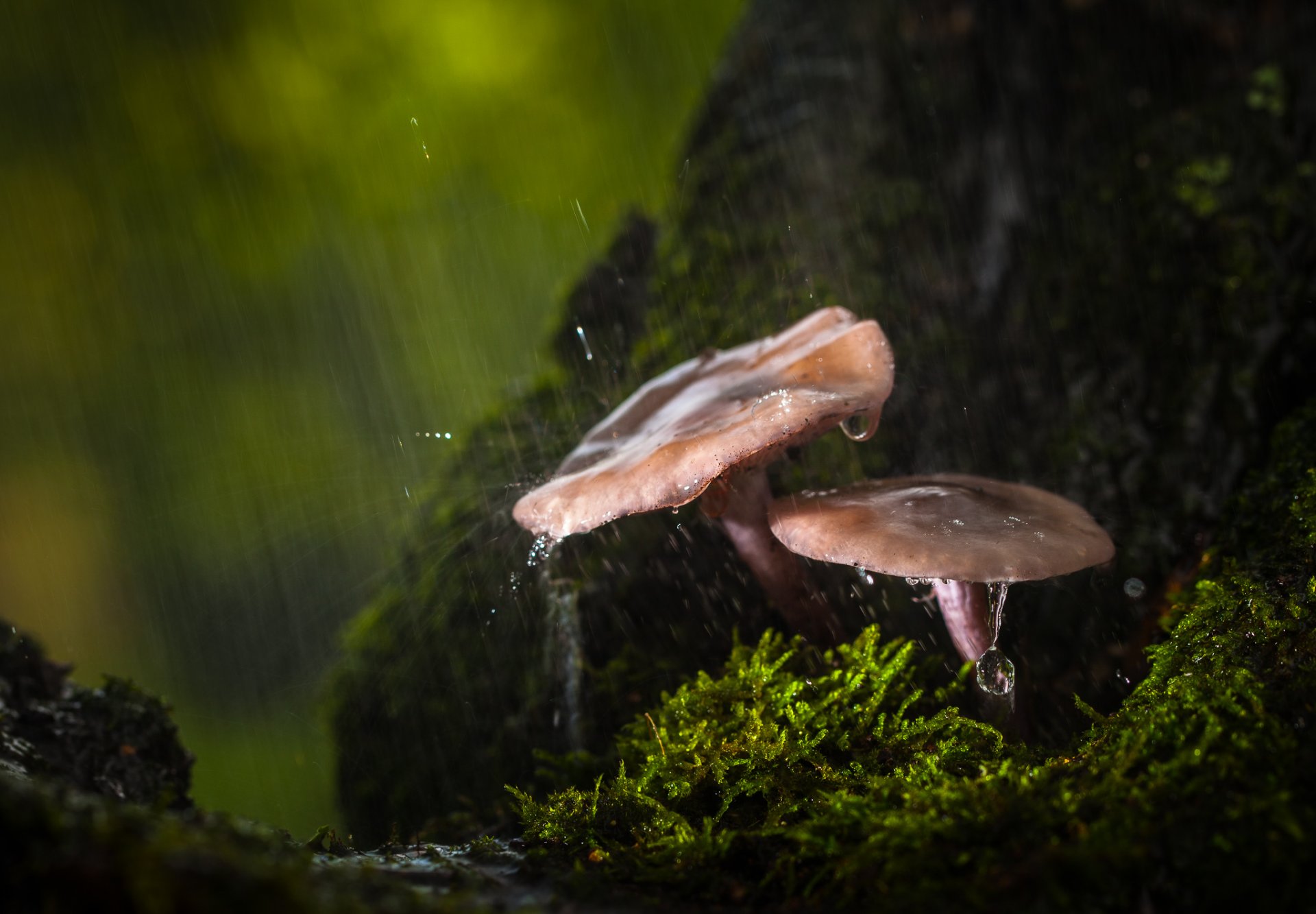 close up mushrooms forest autumn rain drop