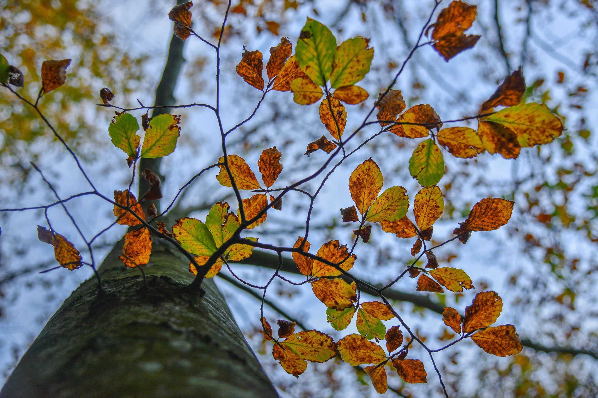 baum stamm zweige blätter herbst