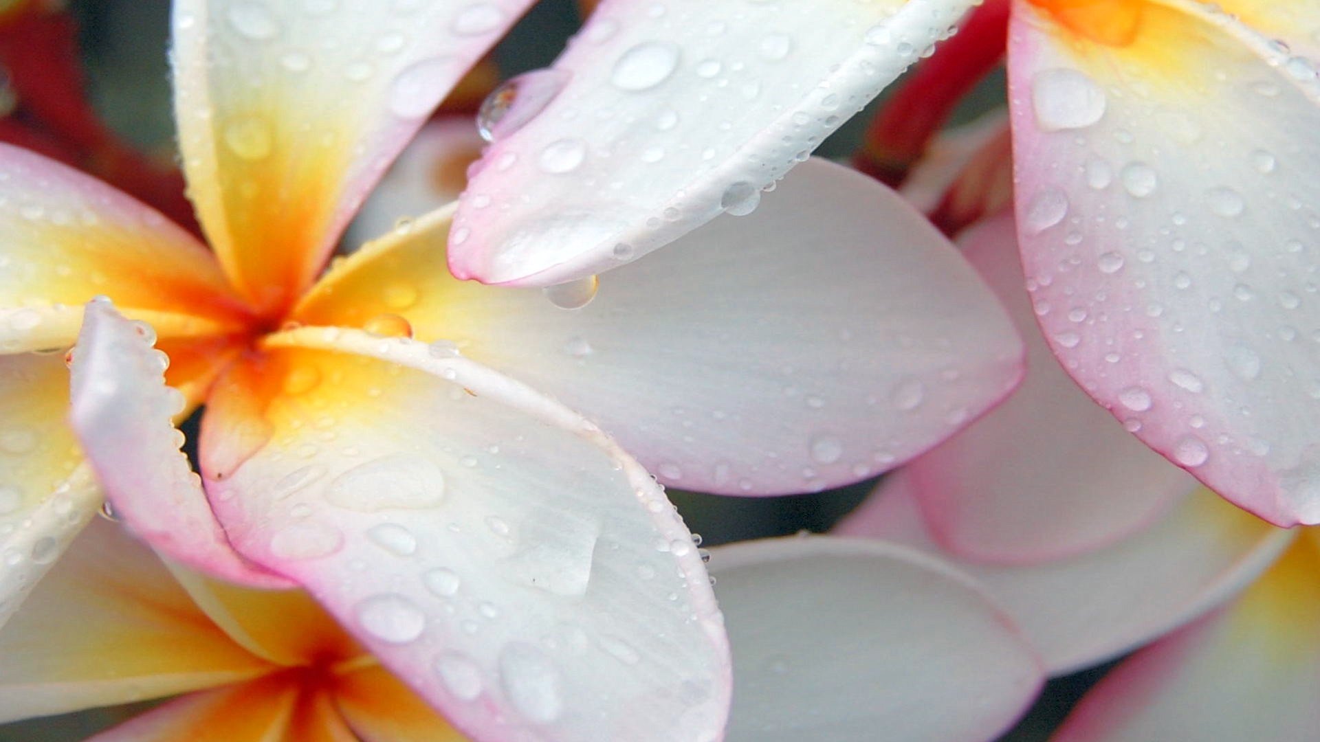 fleurs pétales gouttes eau gros plan frangipanier plumeria