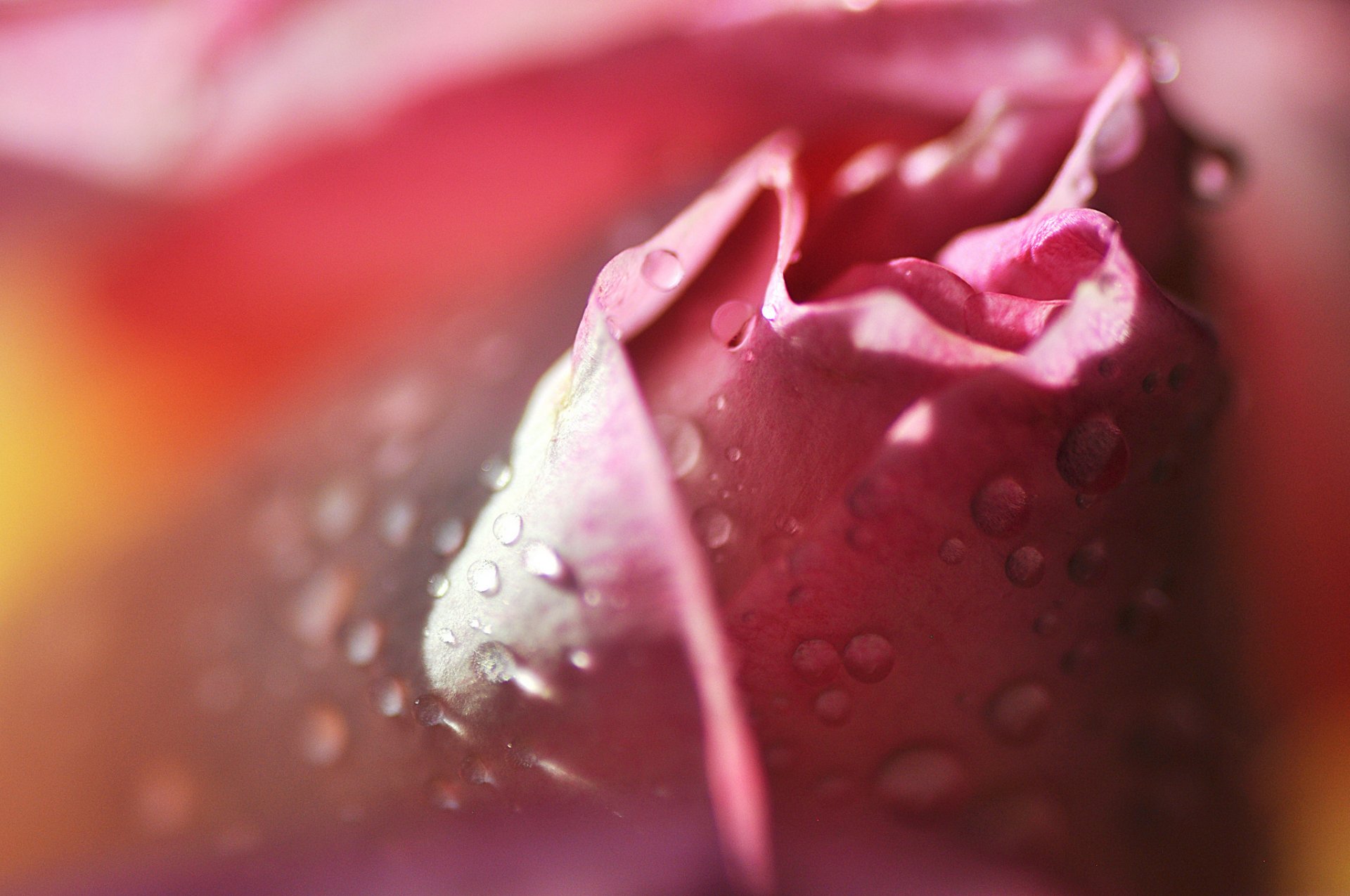 flor rosa pétalos rosa gotas