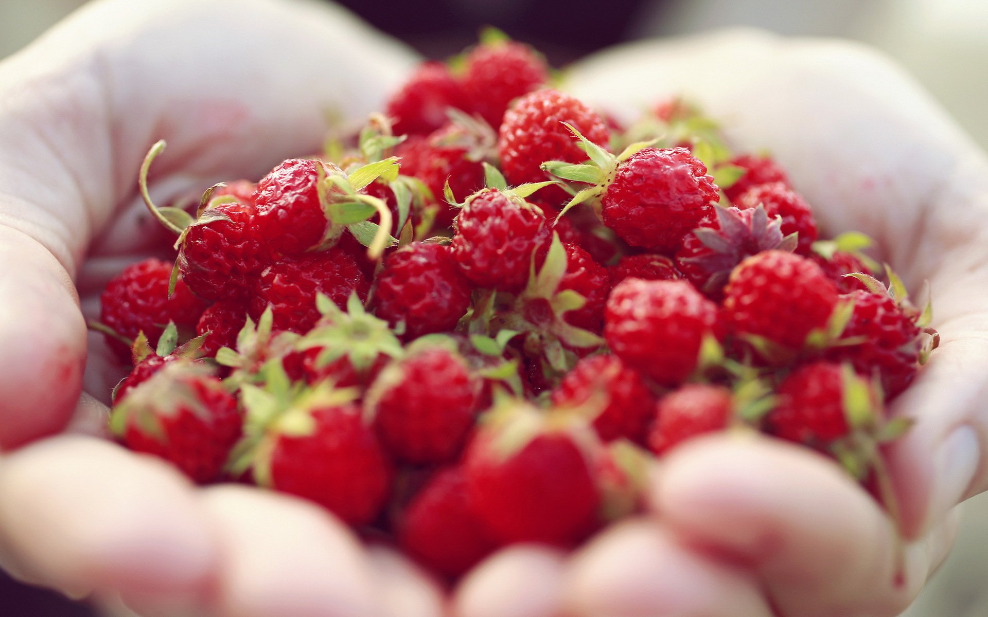 beeren hände makro