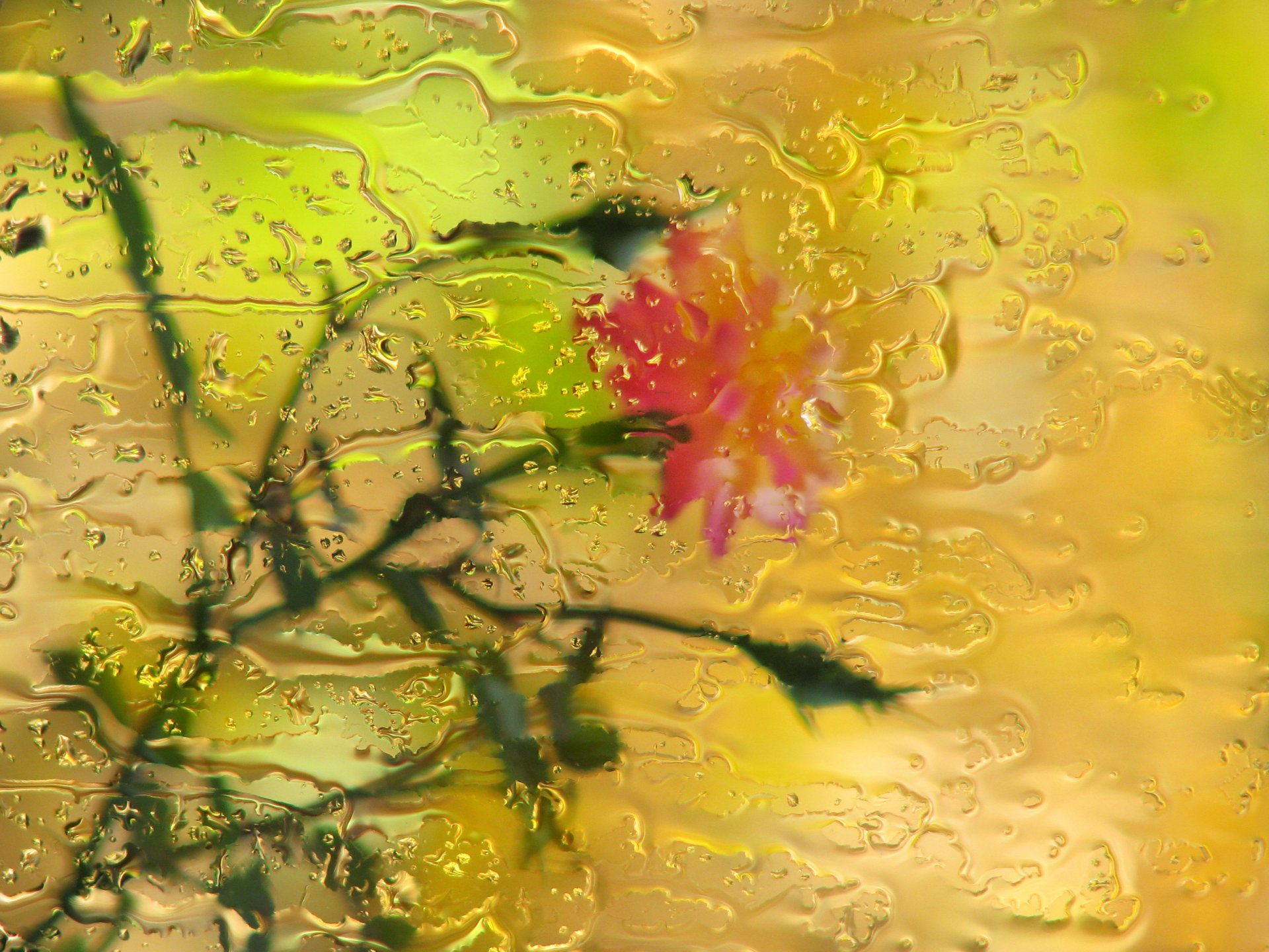 fleurs rose pluie verre gouttes bokeh