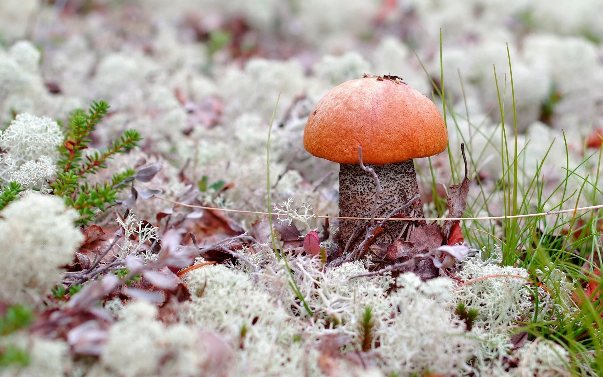 pilz podsinovik moos gras makro natur