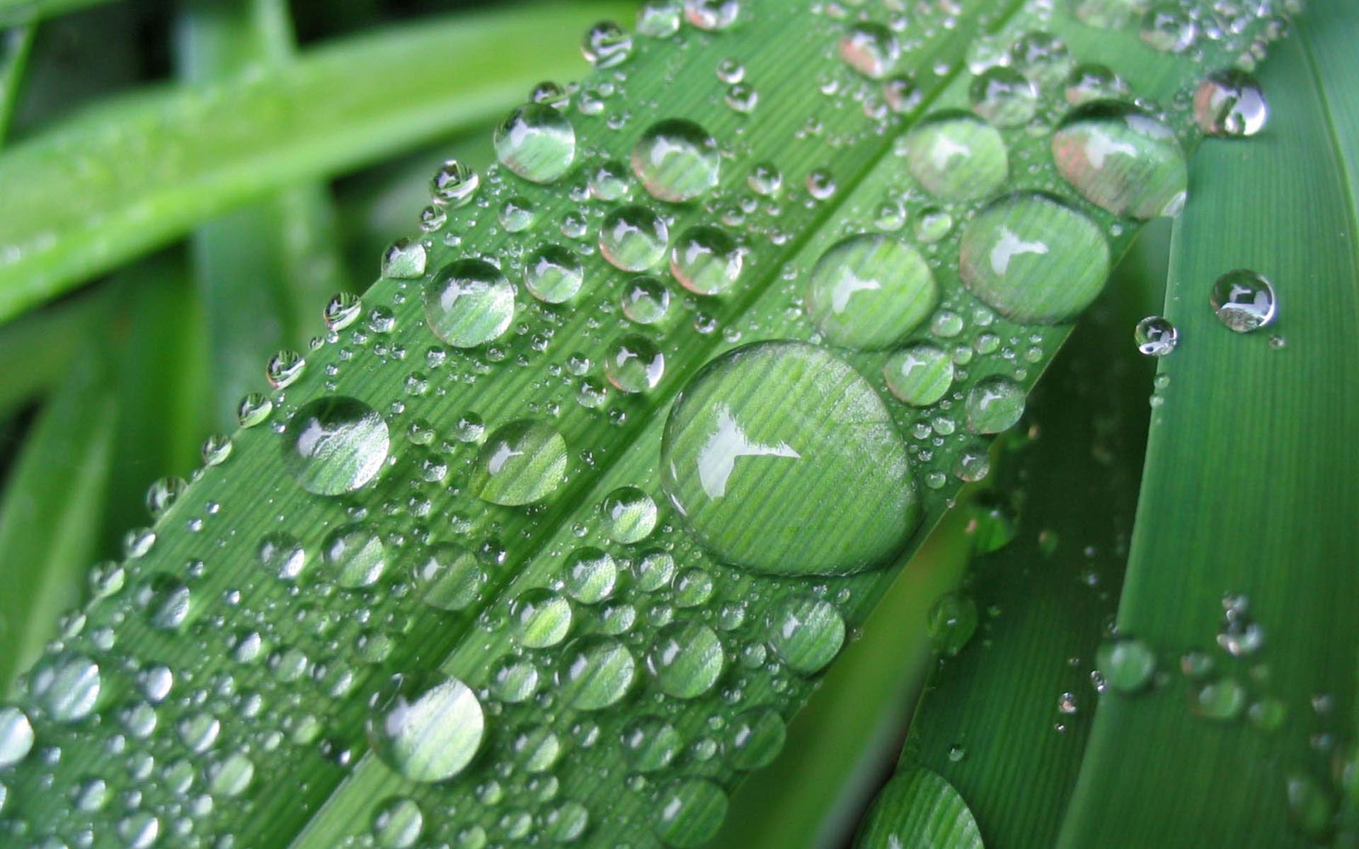 gros plan rosée feuilles gouttes pluie nature