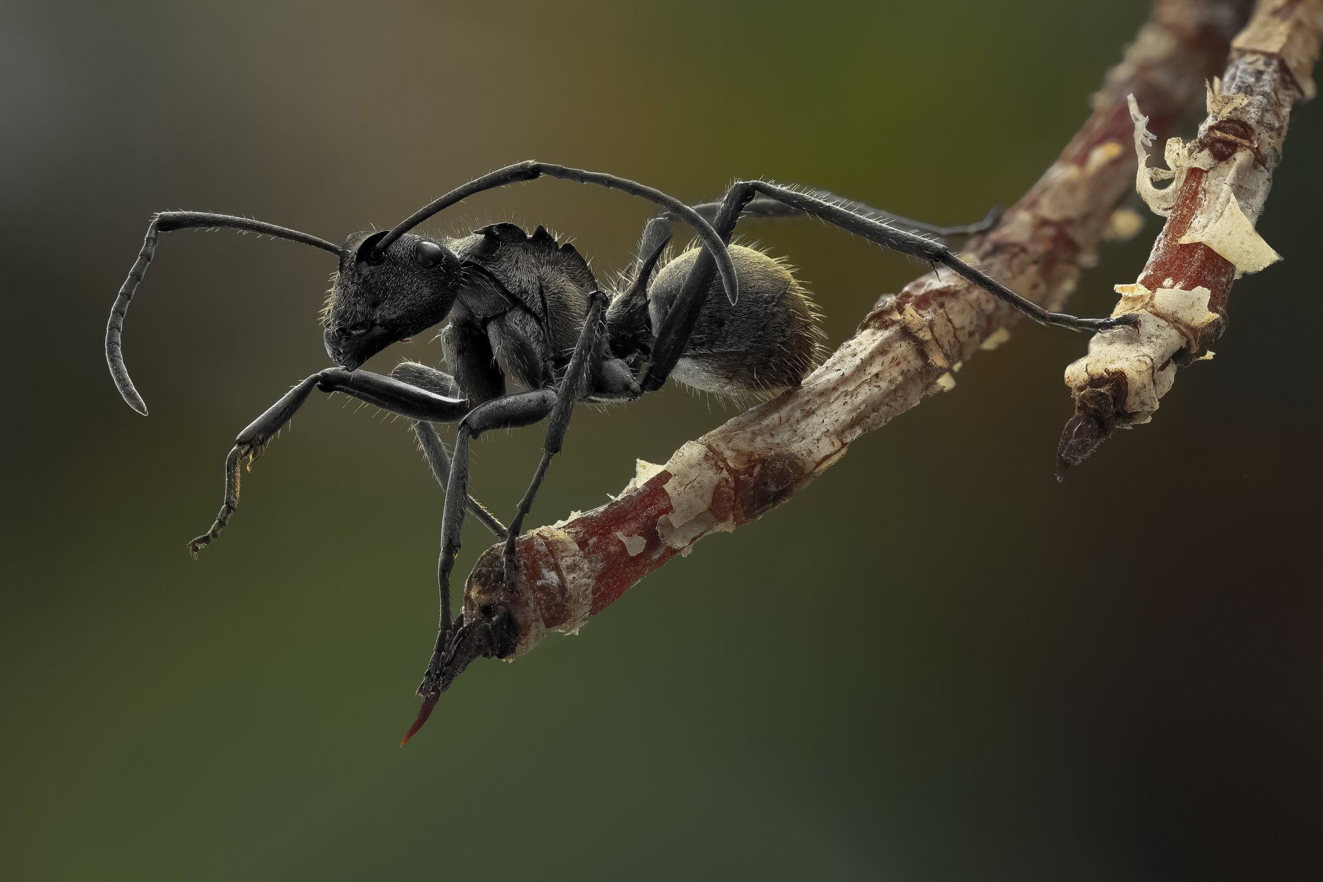 hormiga negro patas pelos zarcillos fondo