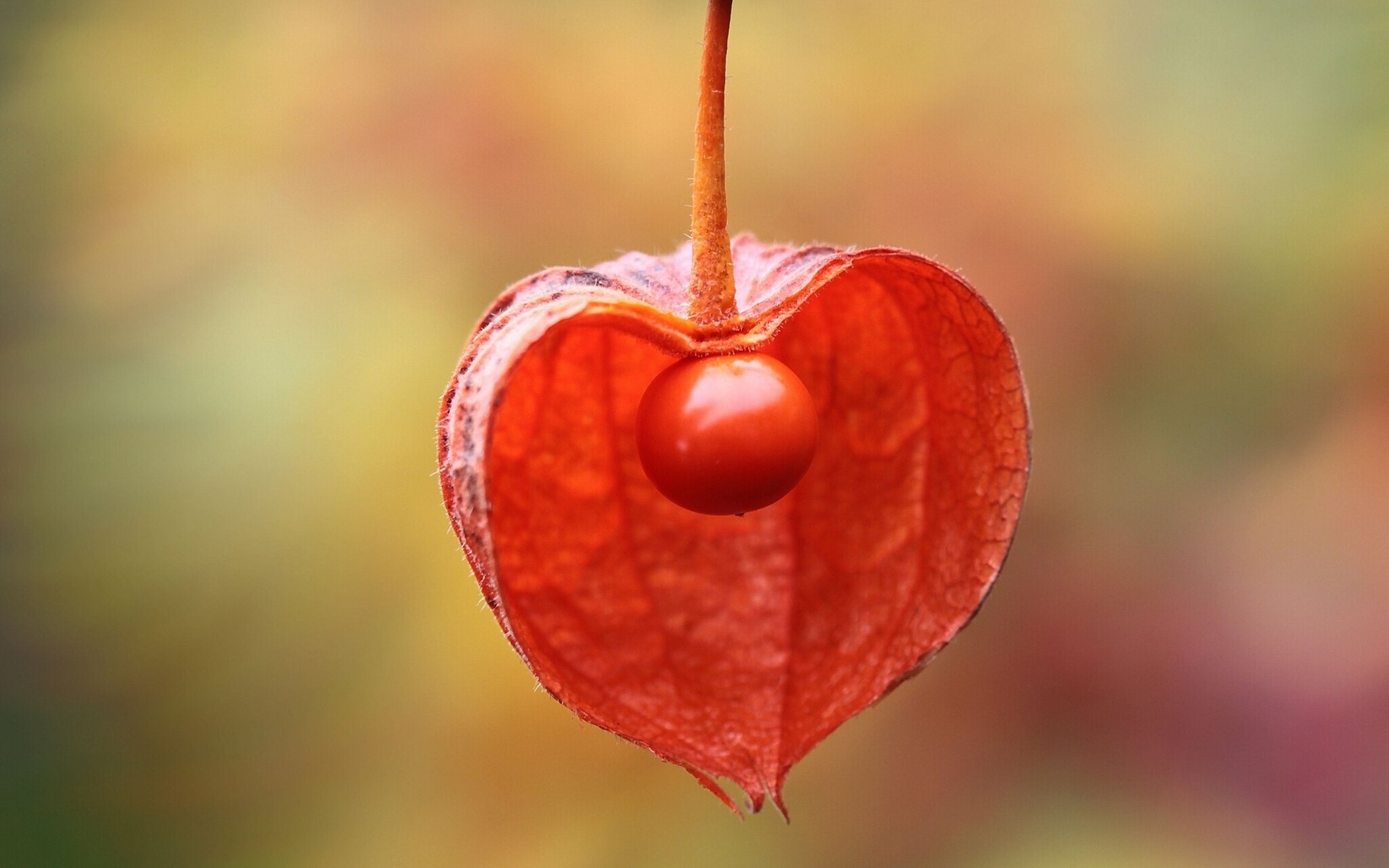 physalis tazza macro torcia elettrica