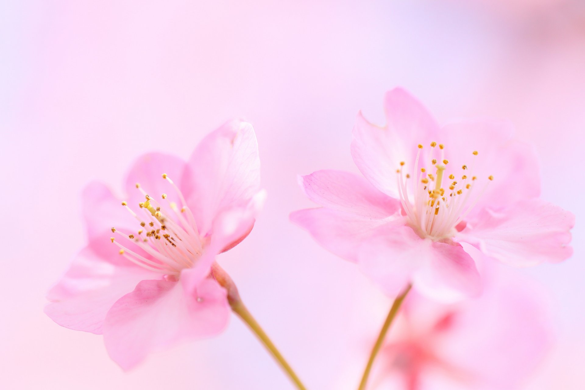 flower pink cherry background