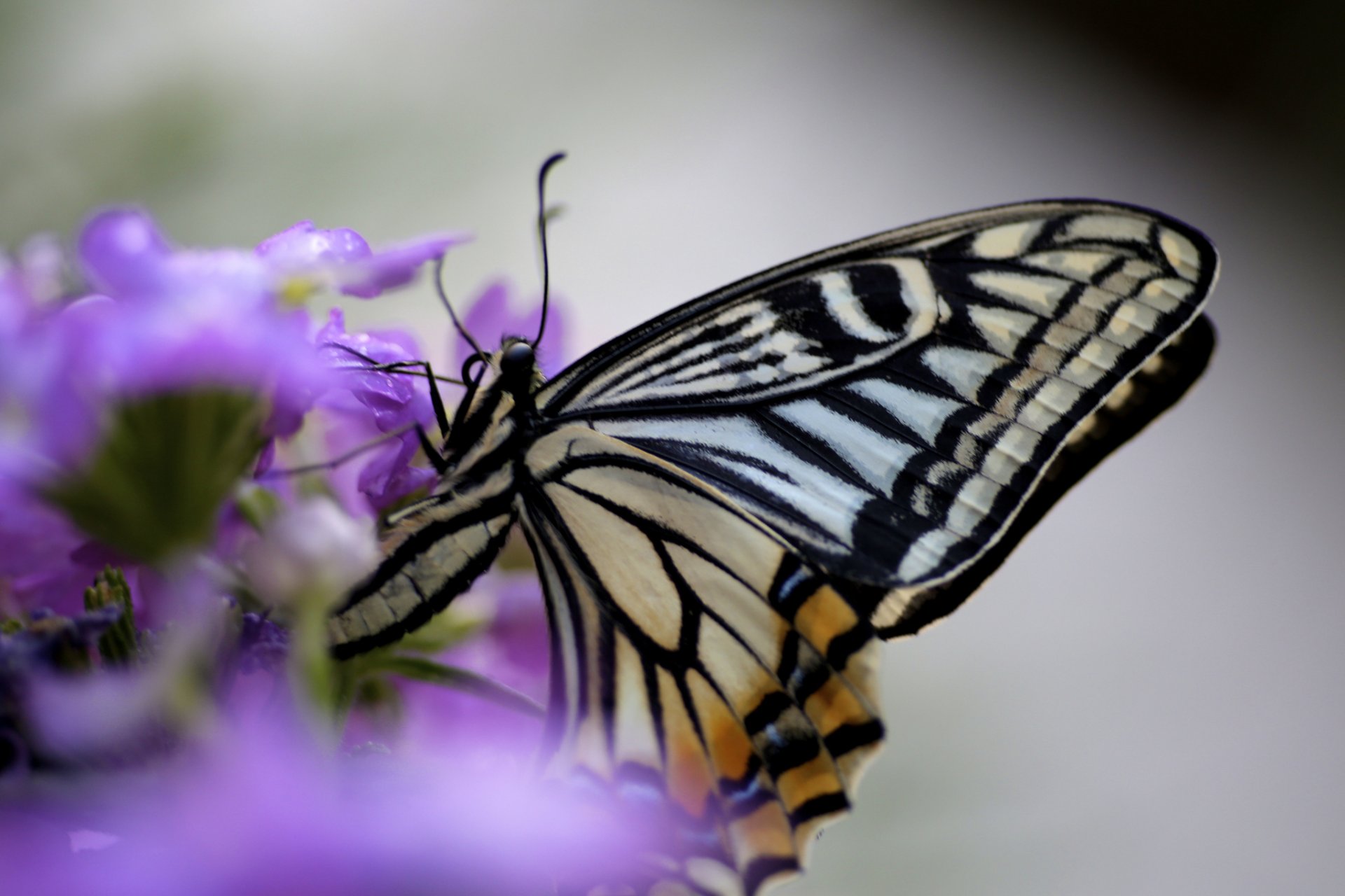 papillon ailes fleur insecte lilas