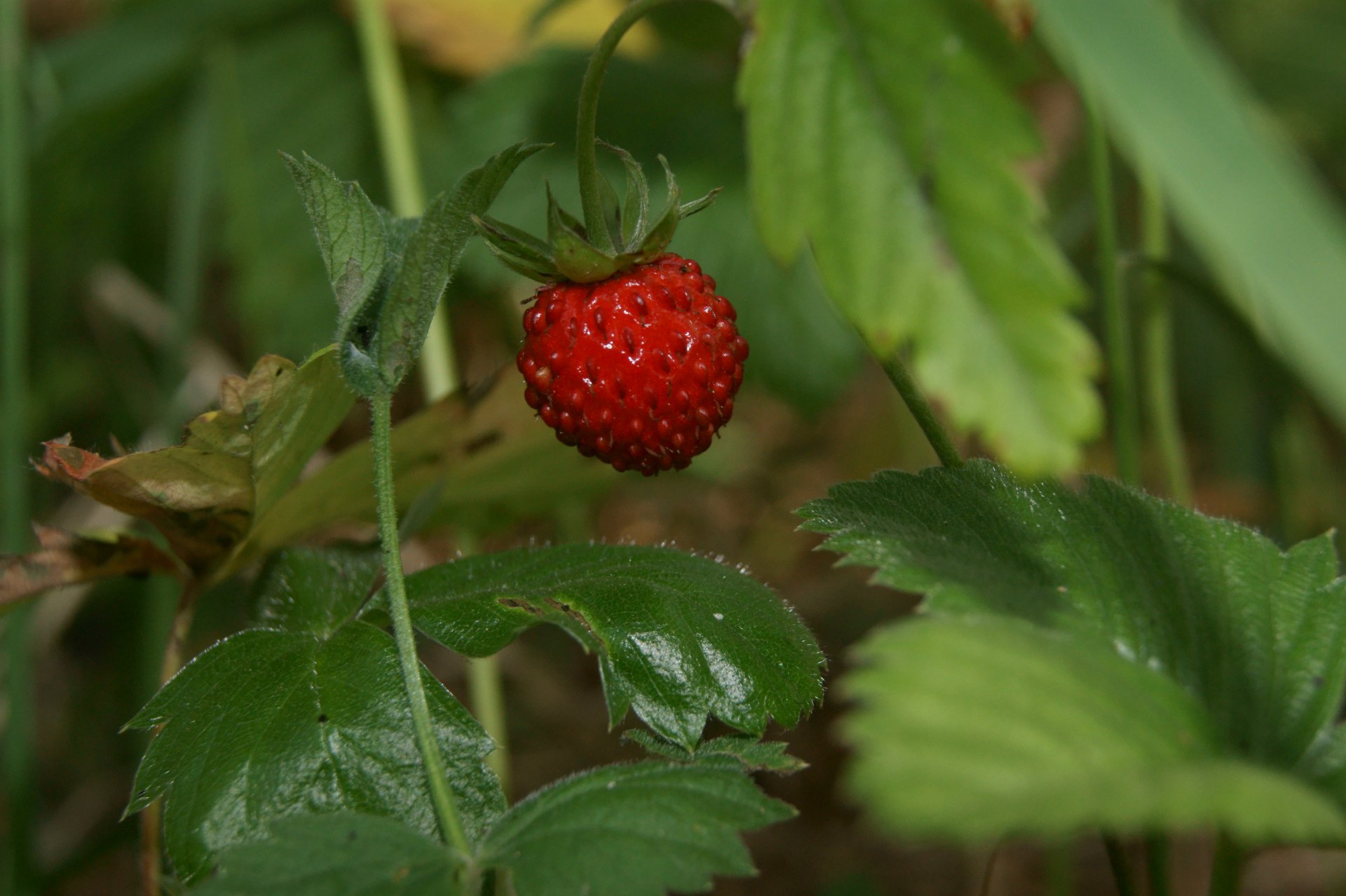 krubnik fragola bacca rosso foglie