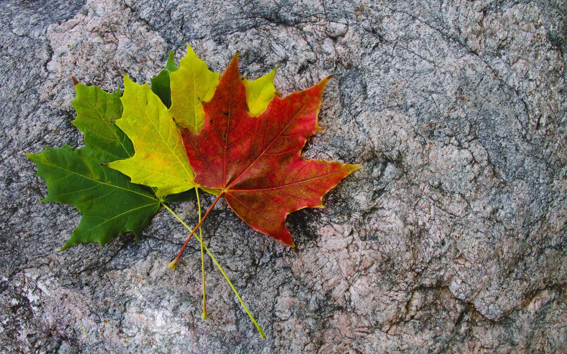 blätter herbst ahorn mehrfarbig drei rot gelb grün