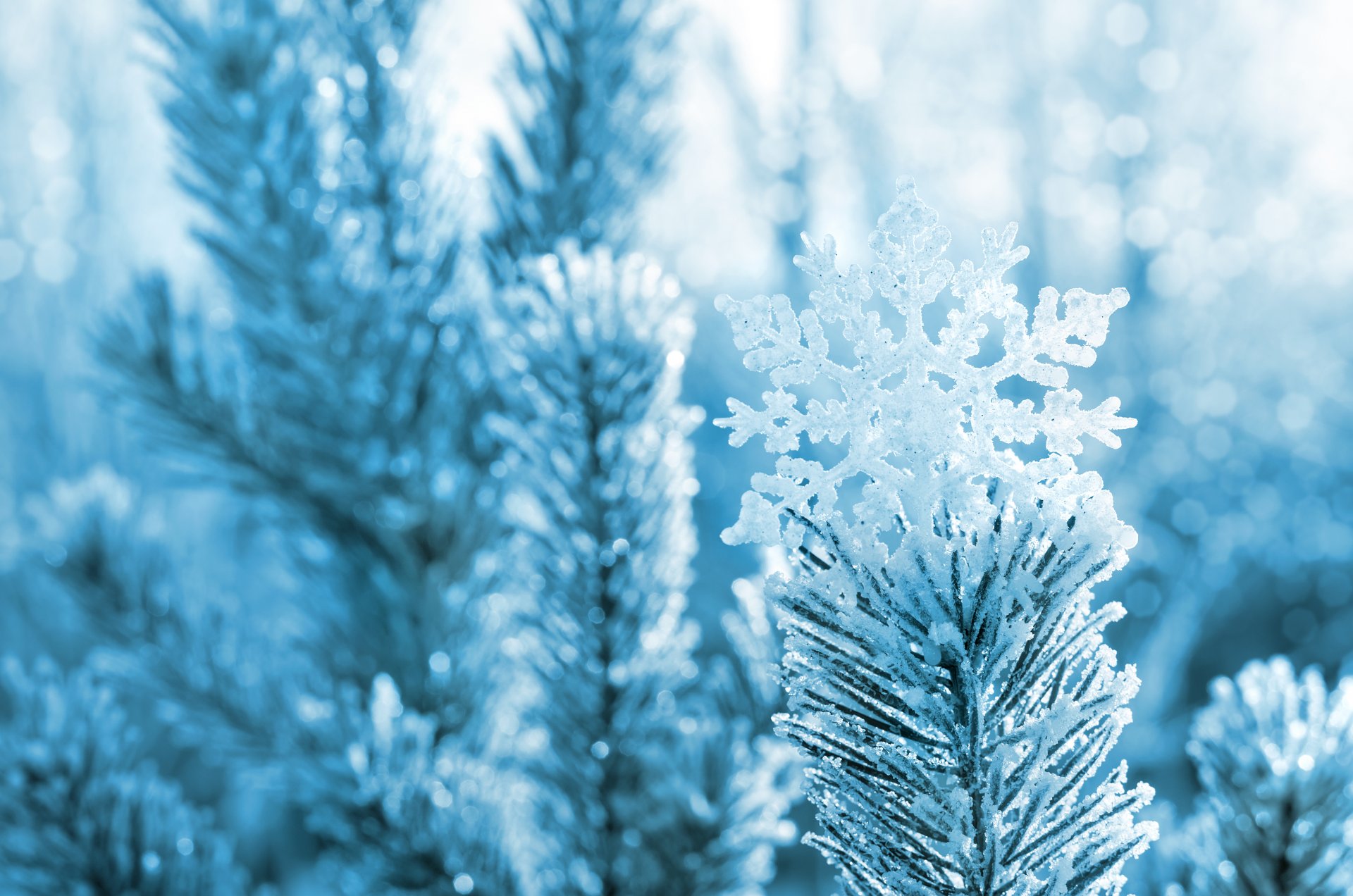 nowflake pine needle tree branches winter snow nature close up bokeh