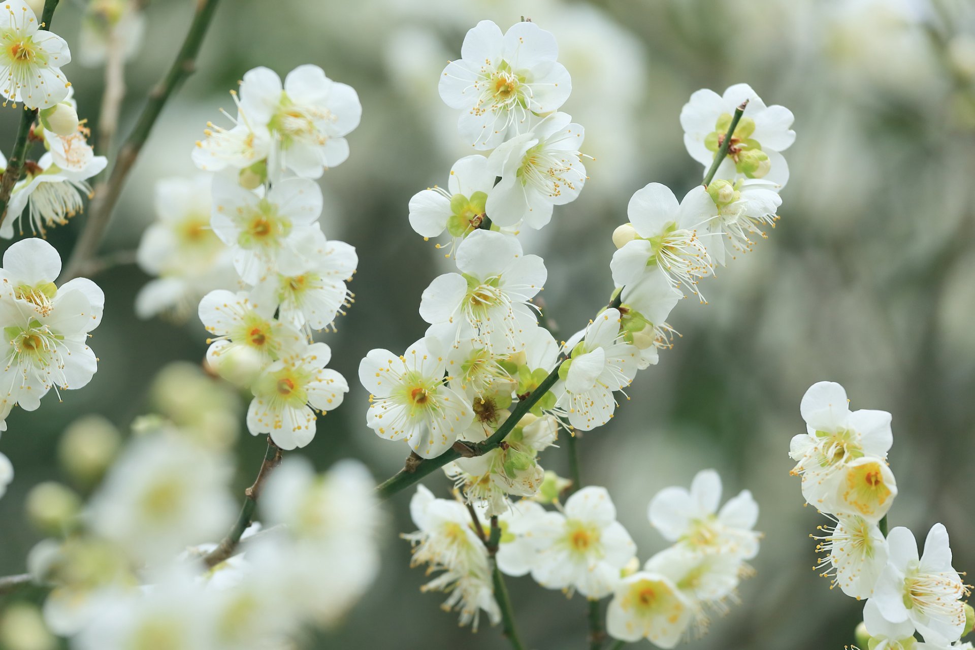 branches fleurs blanc cerise floraison printemps