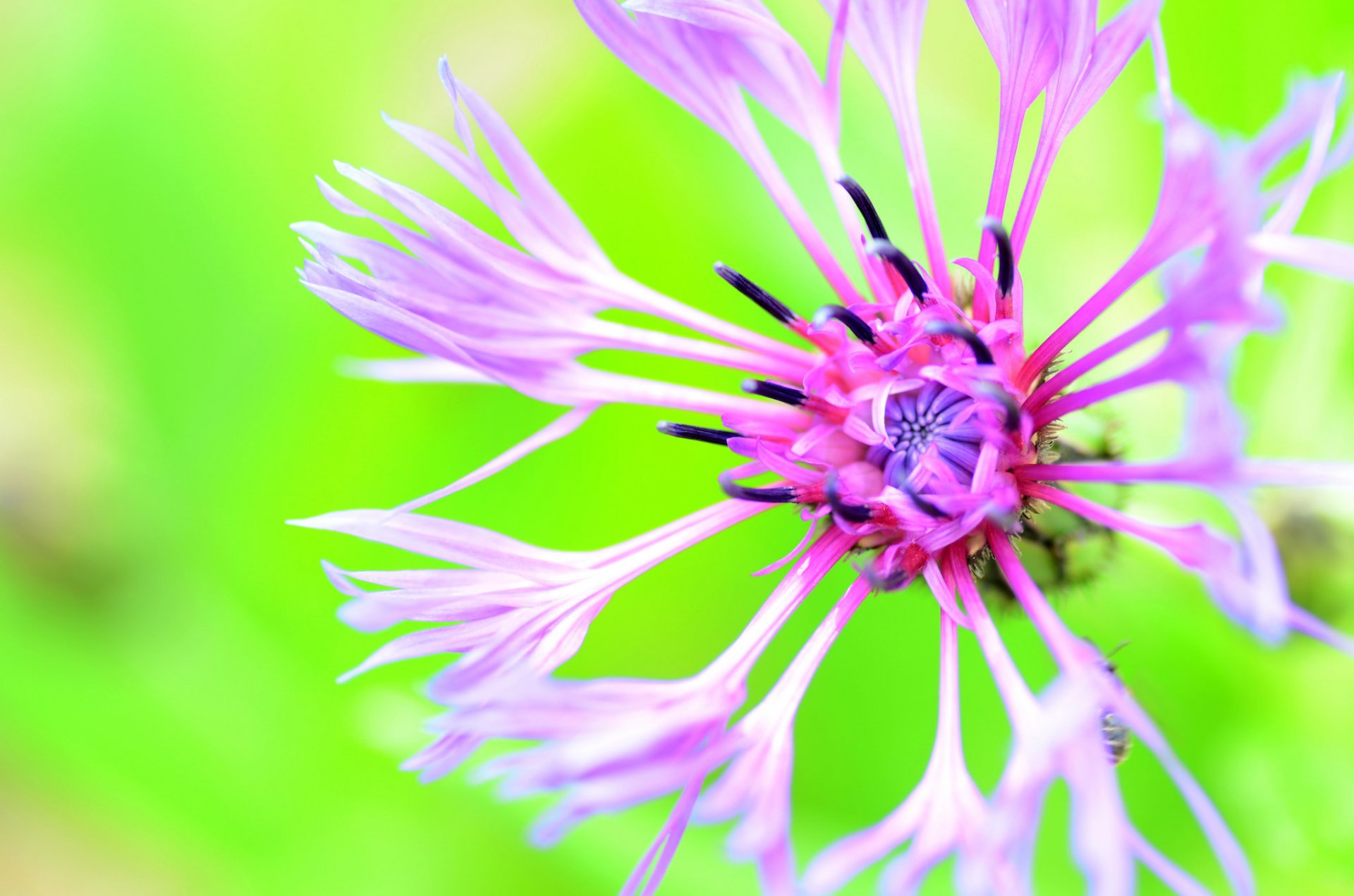 fleur bleuet fond