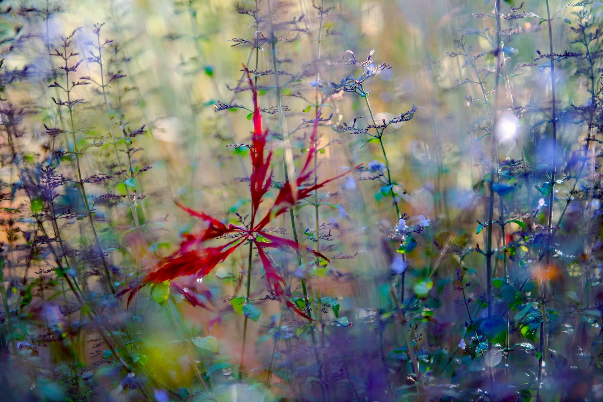 macro otoño flores estrella caída hoja