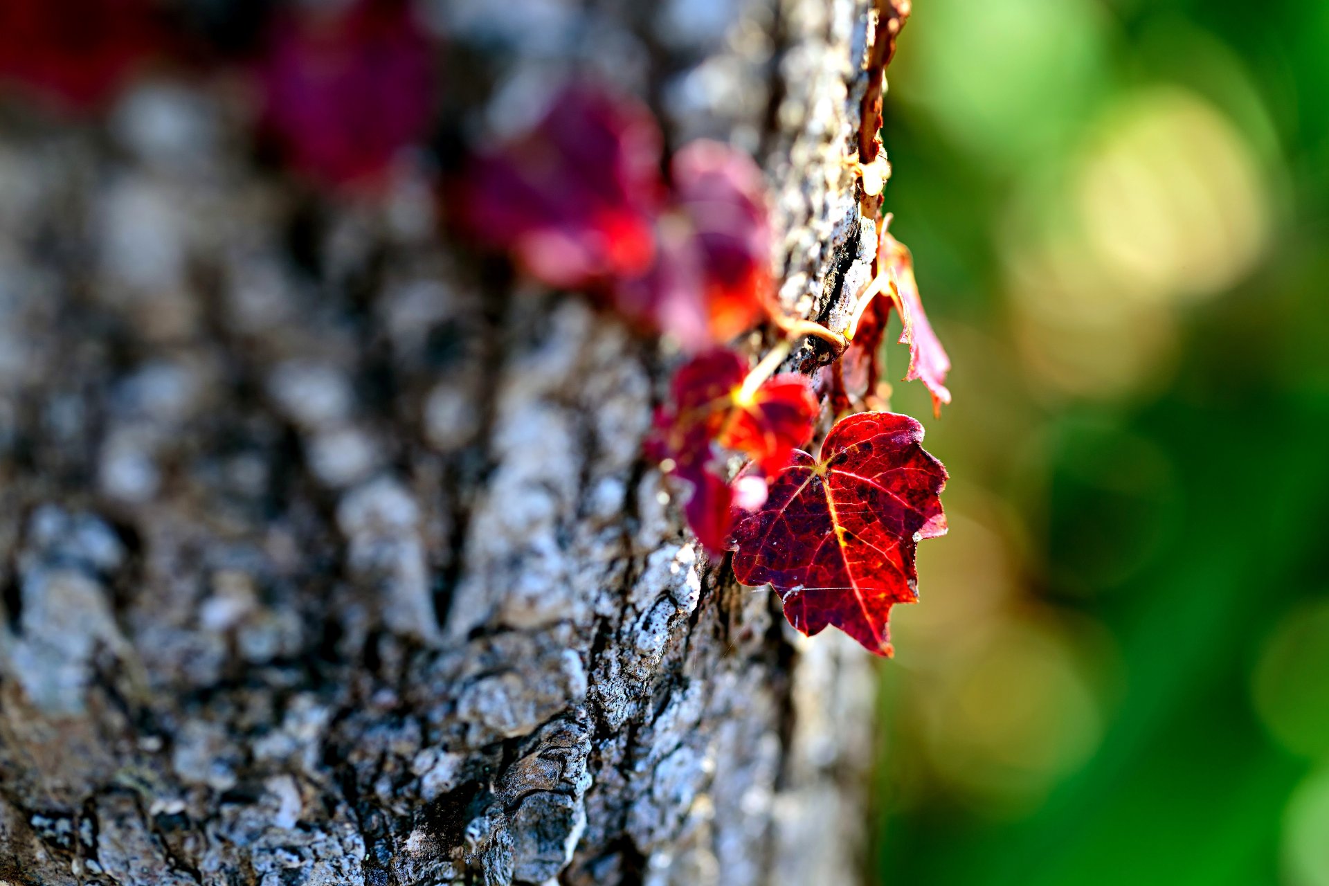 leaves leaves burgundy wood bark nature macro bokeh focus blurrine