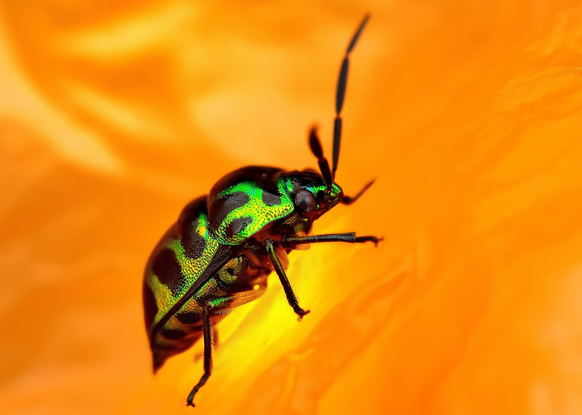 flower orange beetle foot antennae color