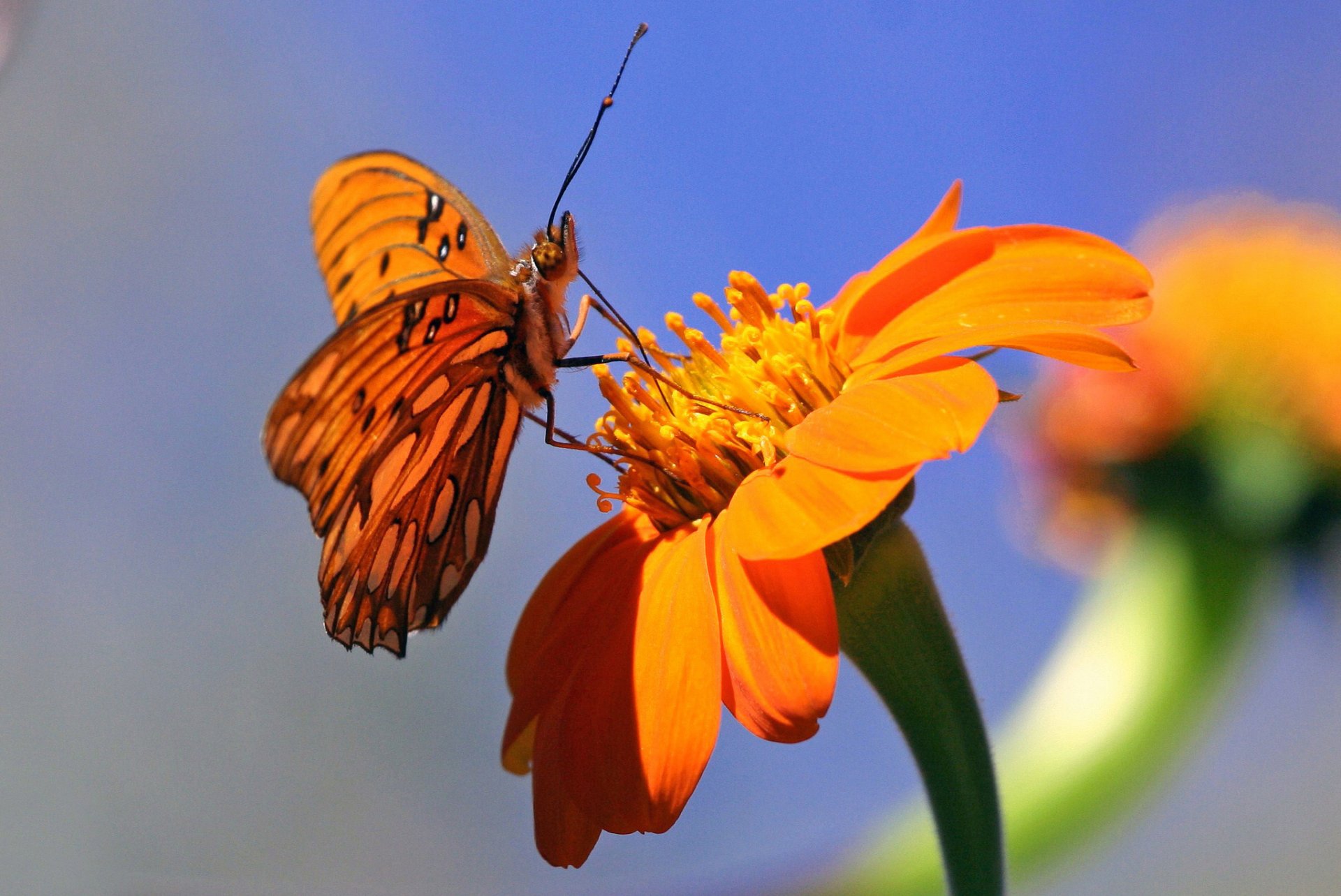 flower butterfly orange background