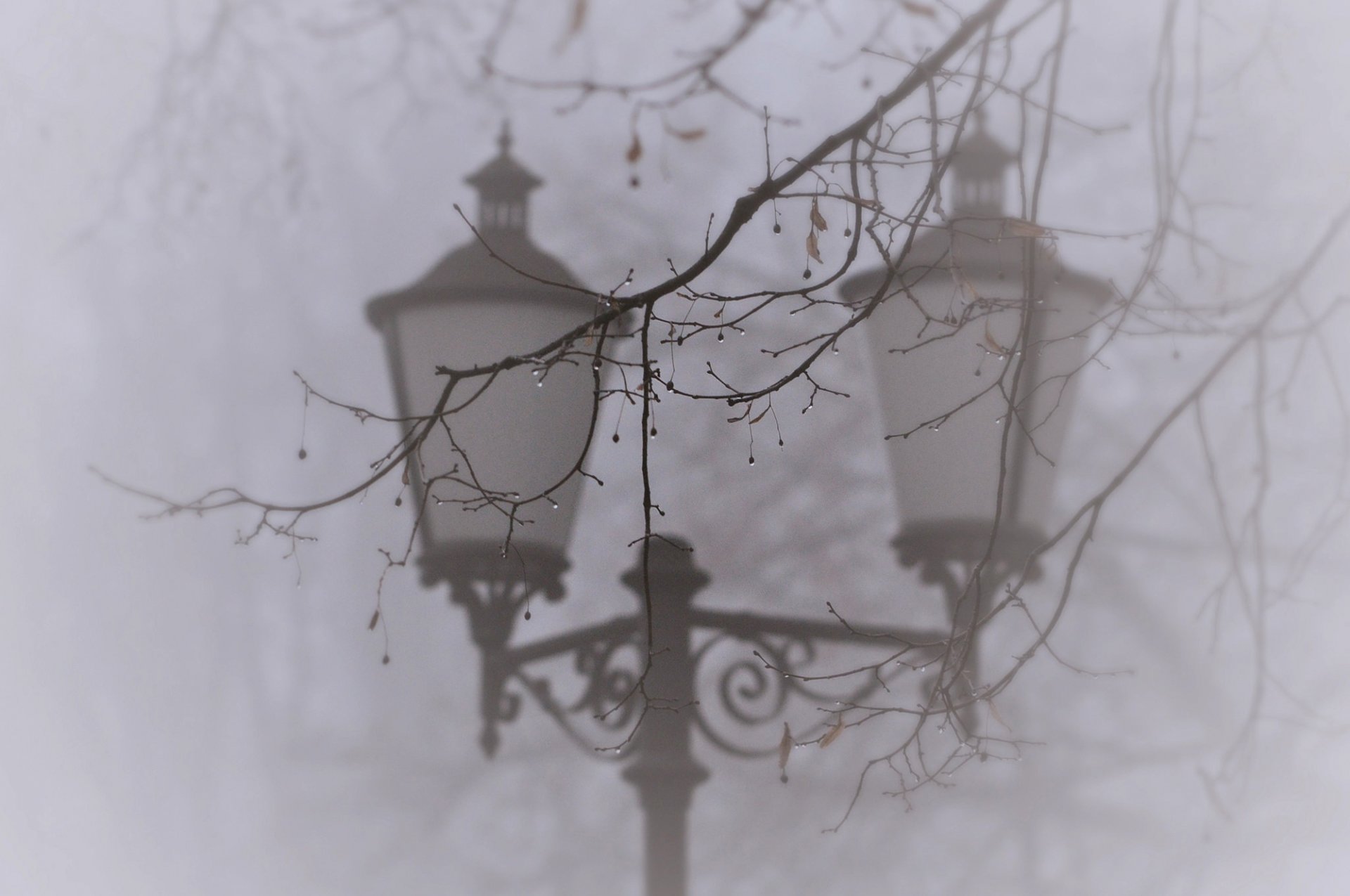 branche gouttes arbre brouillard lanterne macro nature