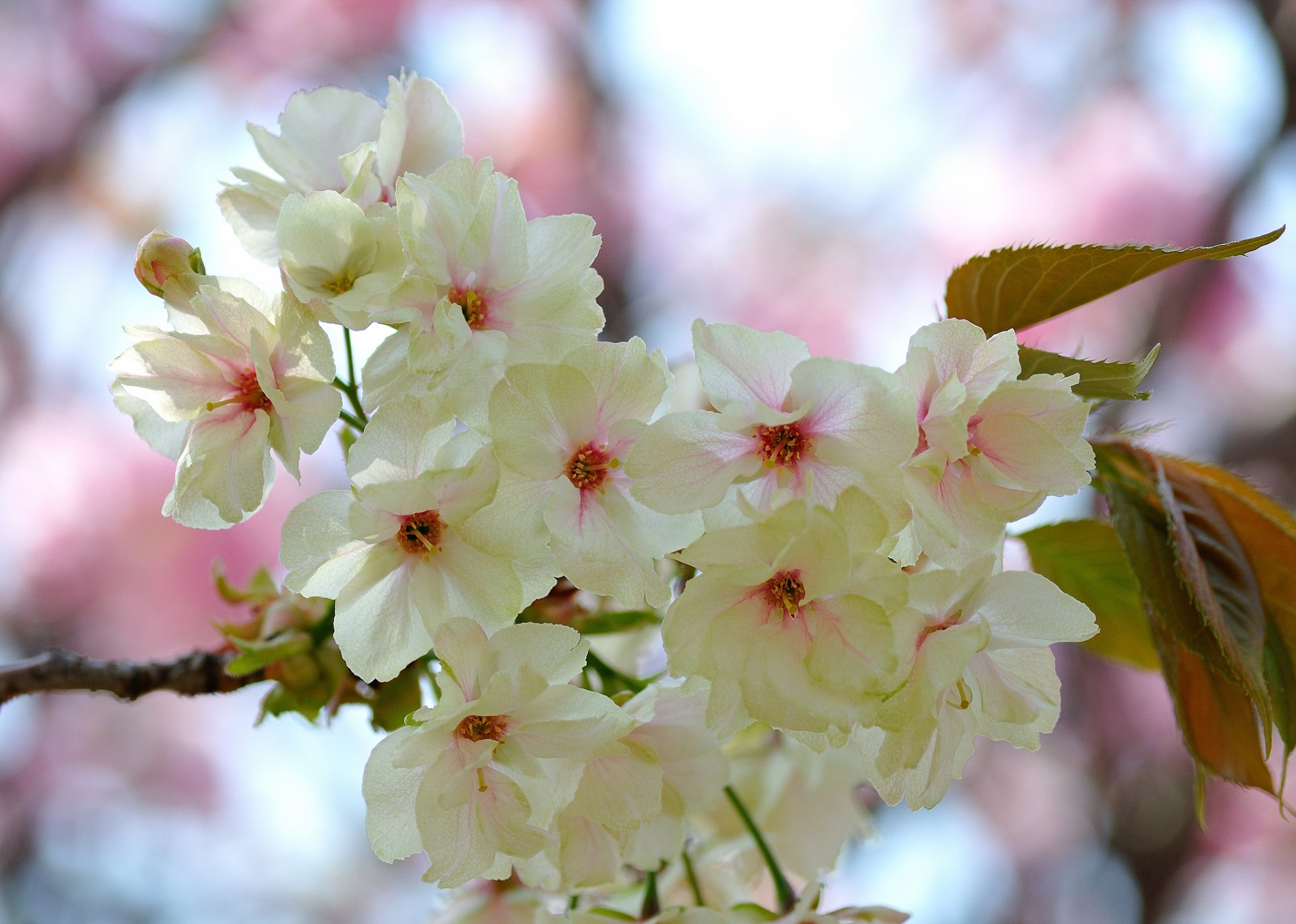 rama hojas flores blanco-rosa floración primavera