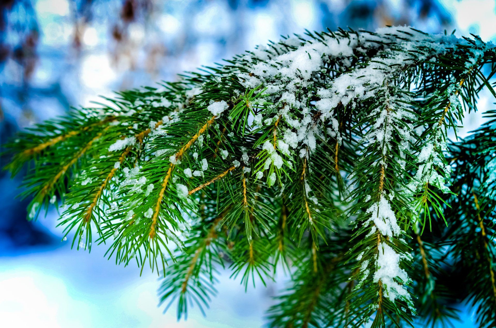 rami aghi abete rosso albero aghi neve inverno bokeh macro natura