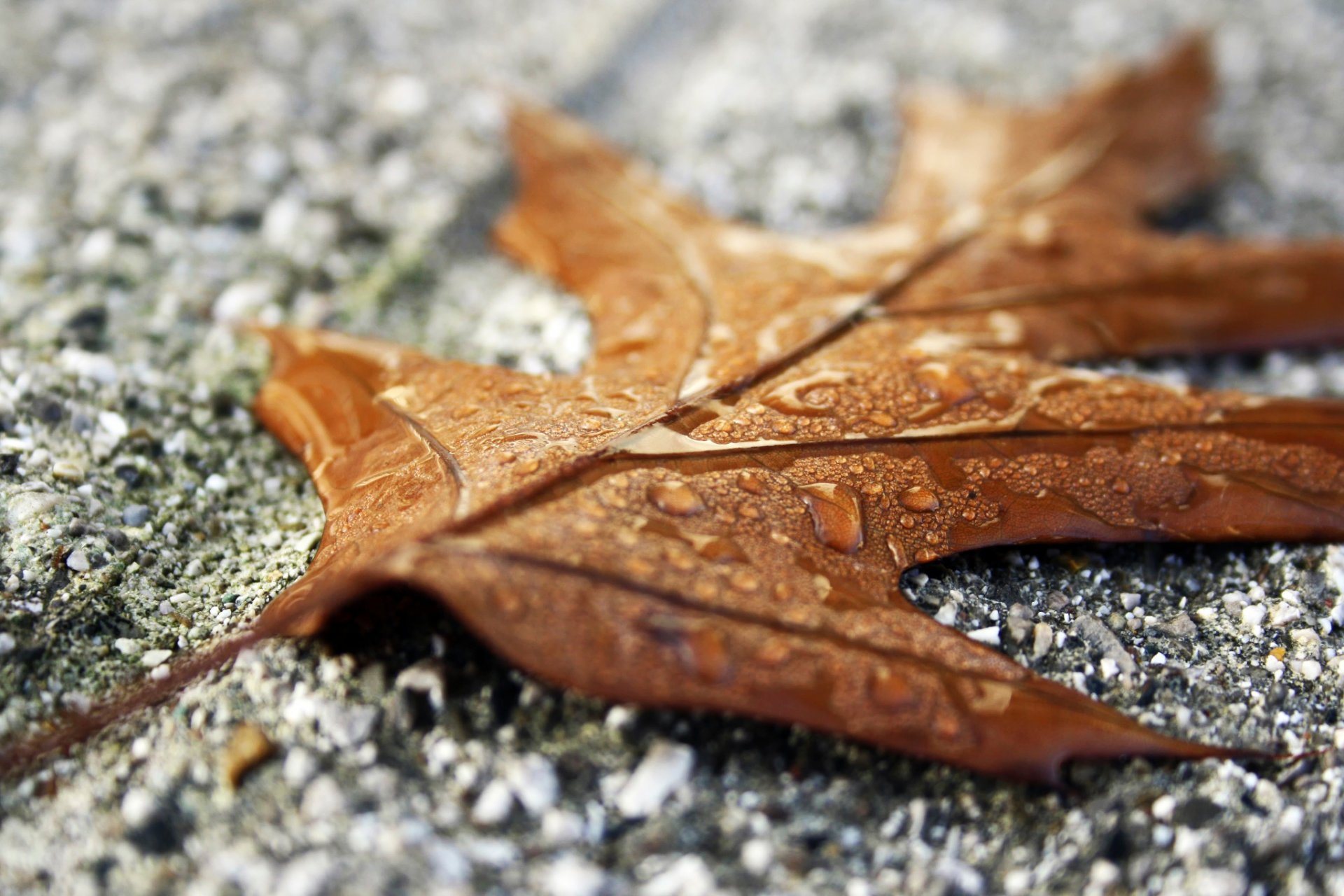 blatt tropfen steine