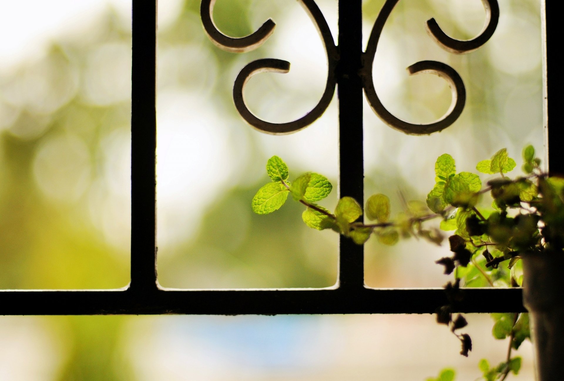 leaves flower pot grille metal background blur