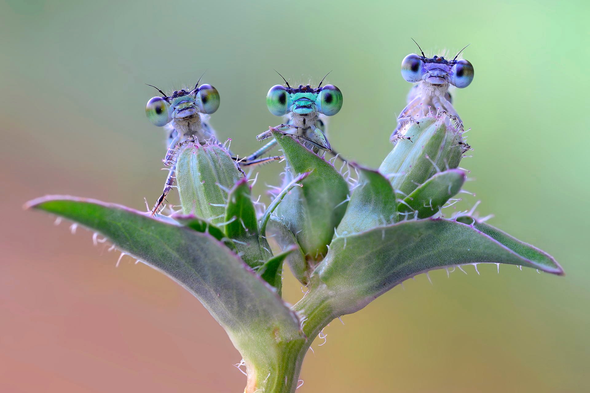 plante insecte yeux nature