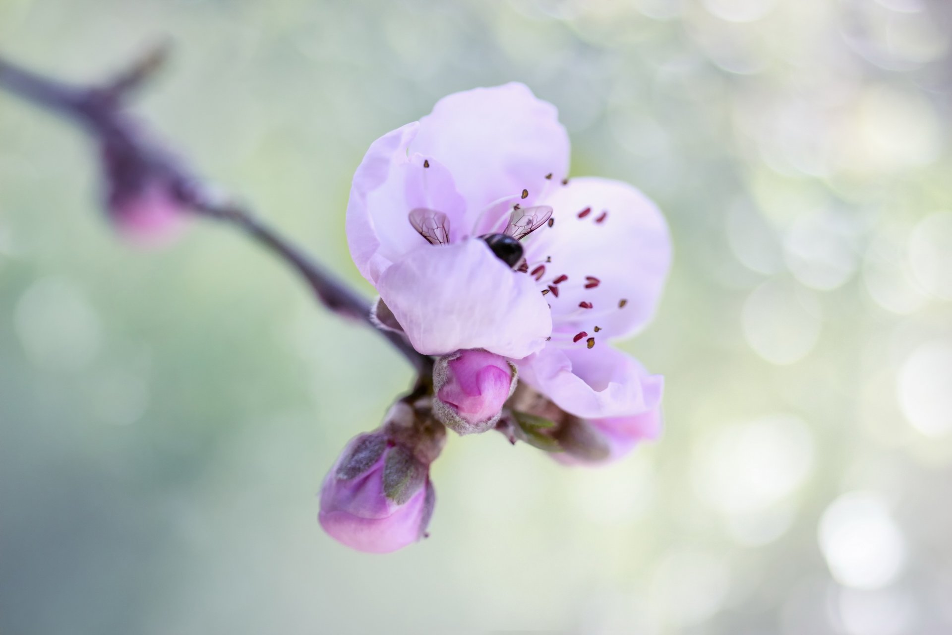 pring branch bloom flower bumblebee