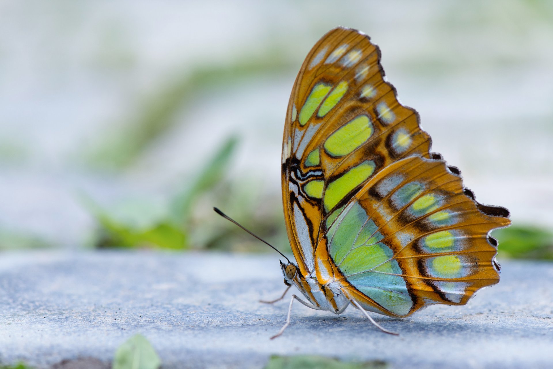 mariposa alas antenas borrosidad