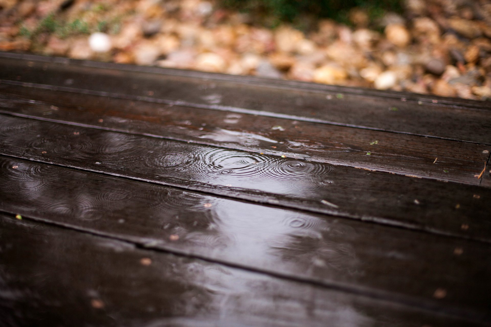 board wooden drops rain leaves blur autumn