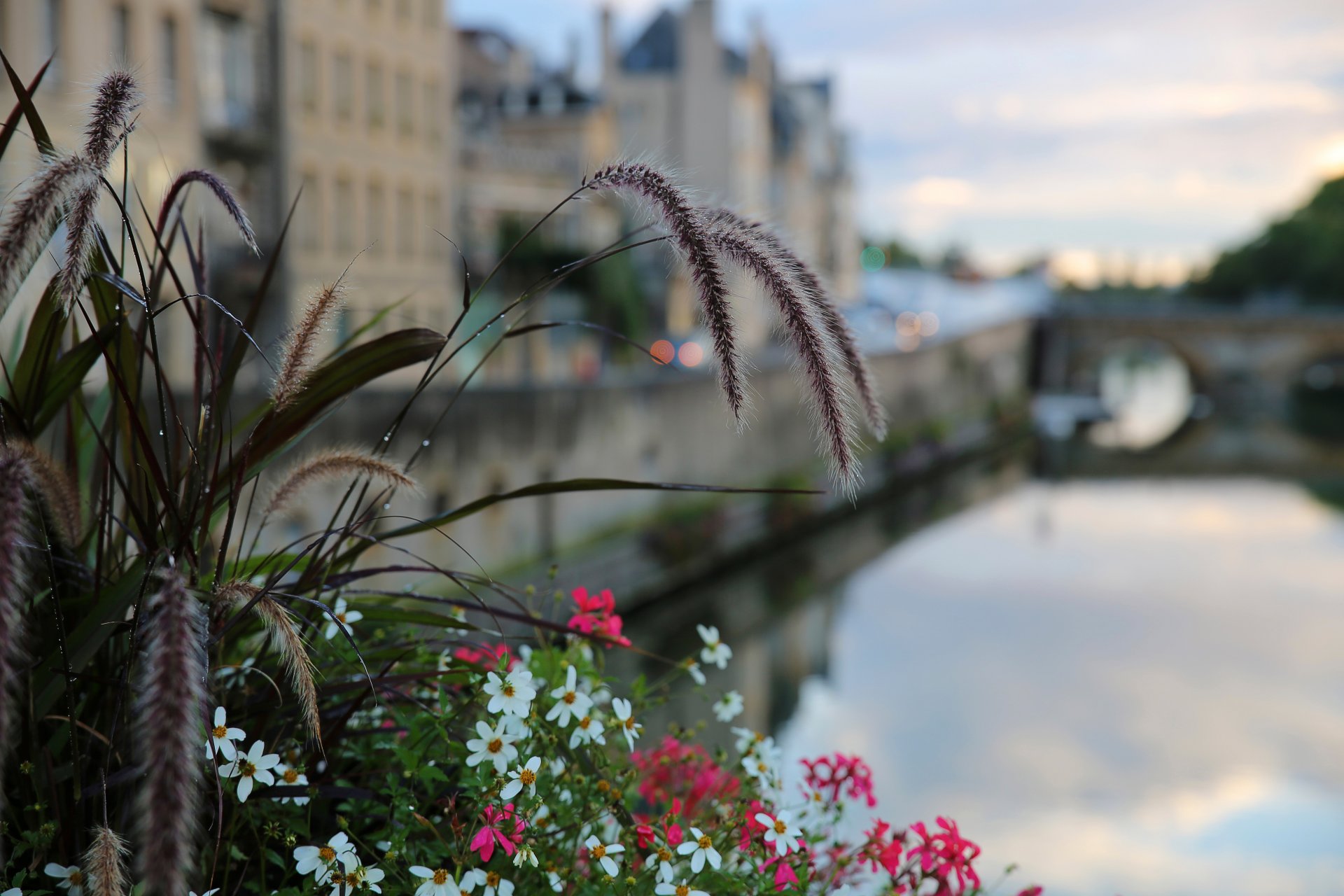 miasto metz francja kwiaty bokeh