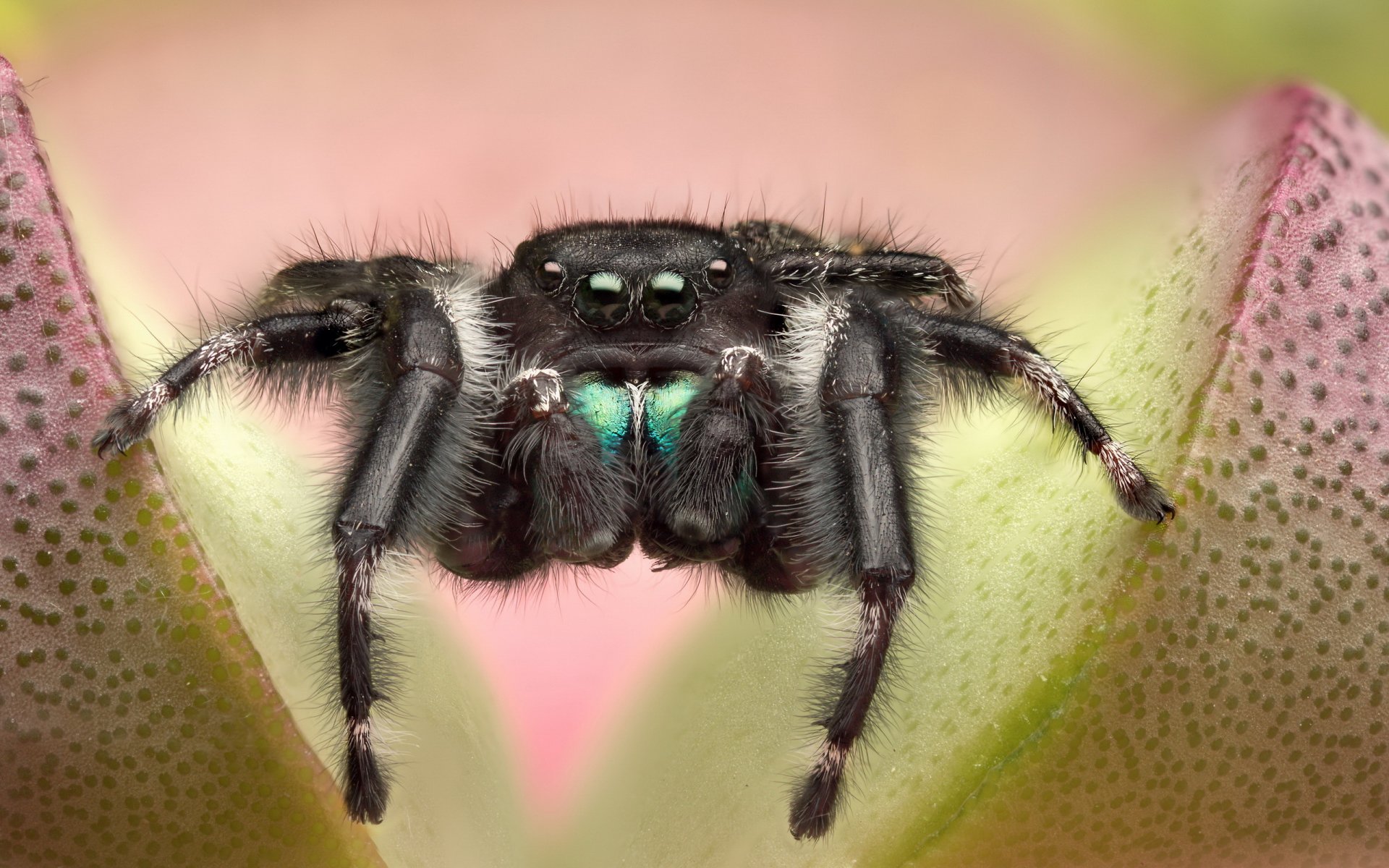 plant flower spider jumper jumper