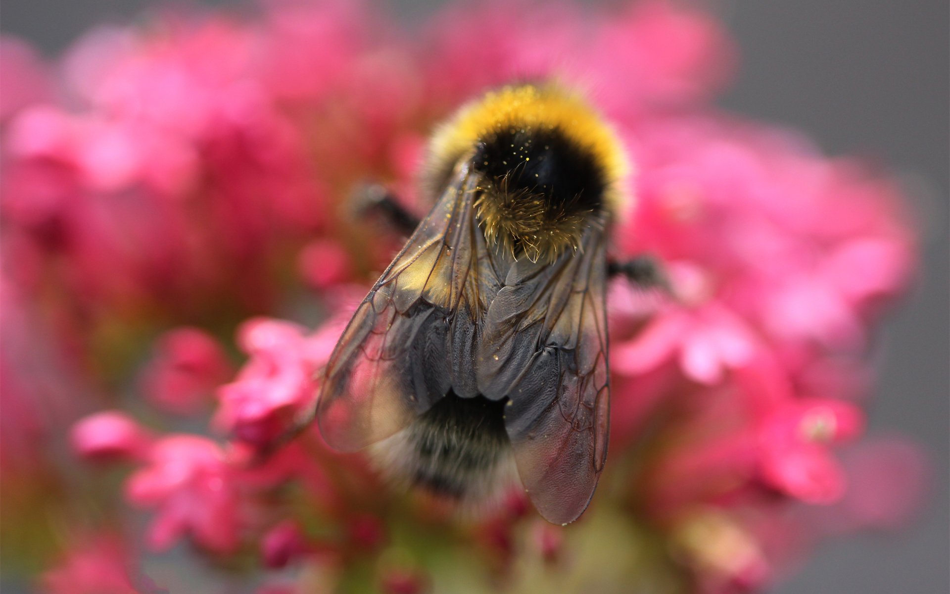 biene blumen rosa makro insekt nektar