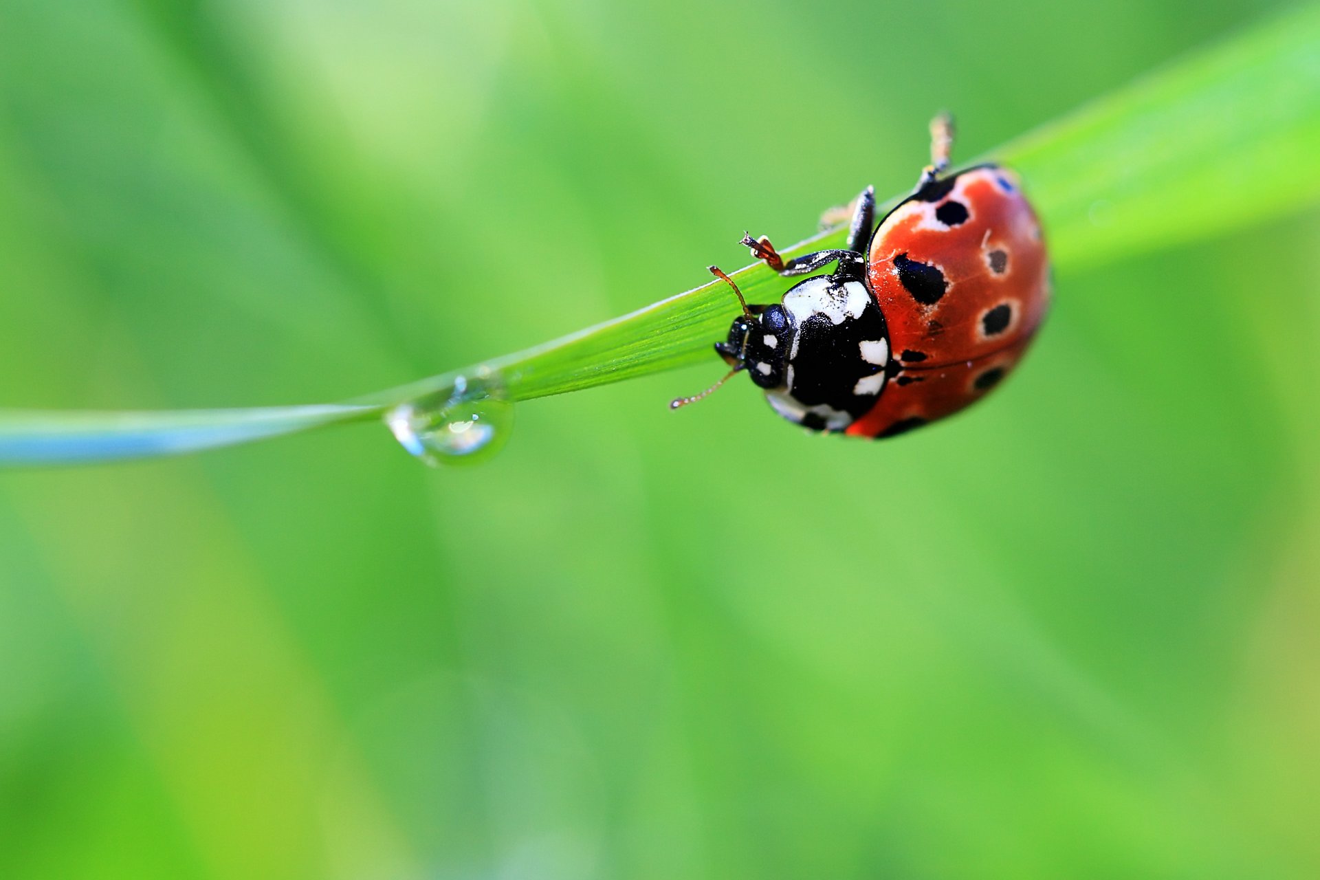 coccinelle goutte herbe été vert