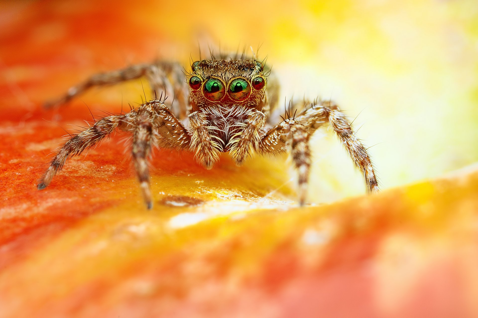 flower spider jumper