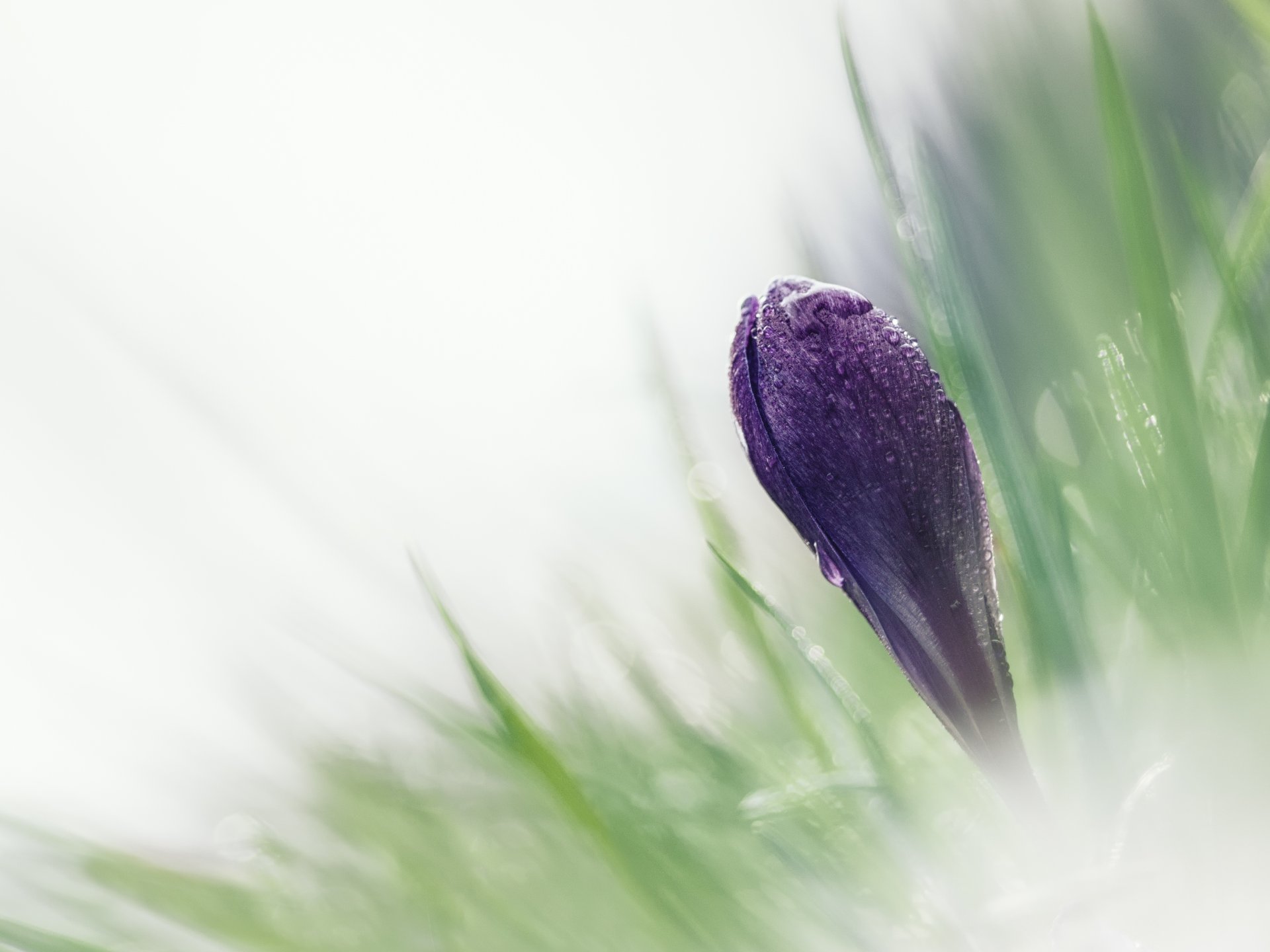 makro blume krokus knospe gras frühling