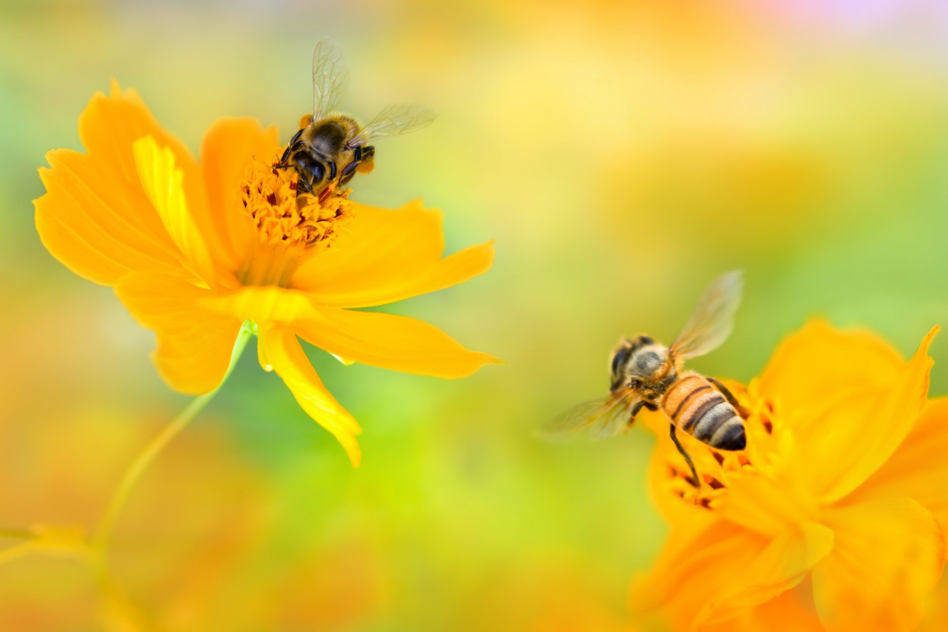 flower yellow kosmeya bees two