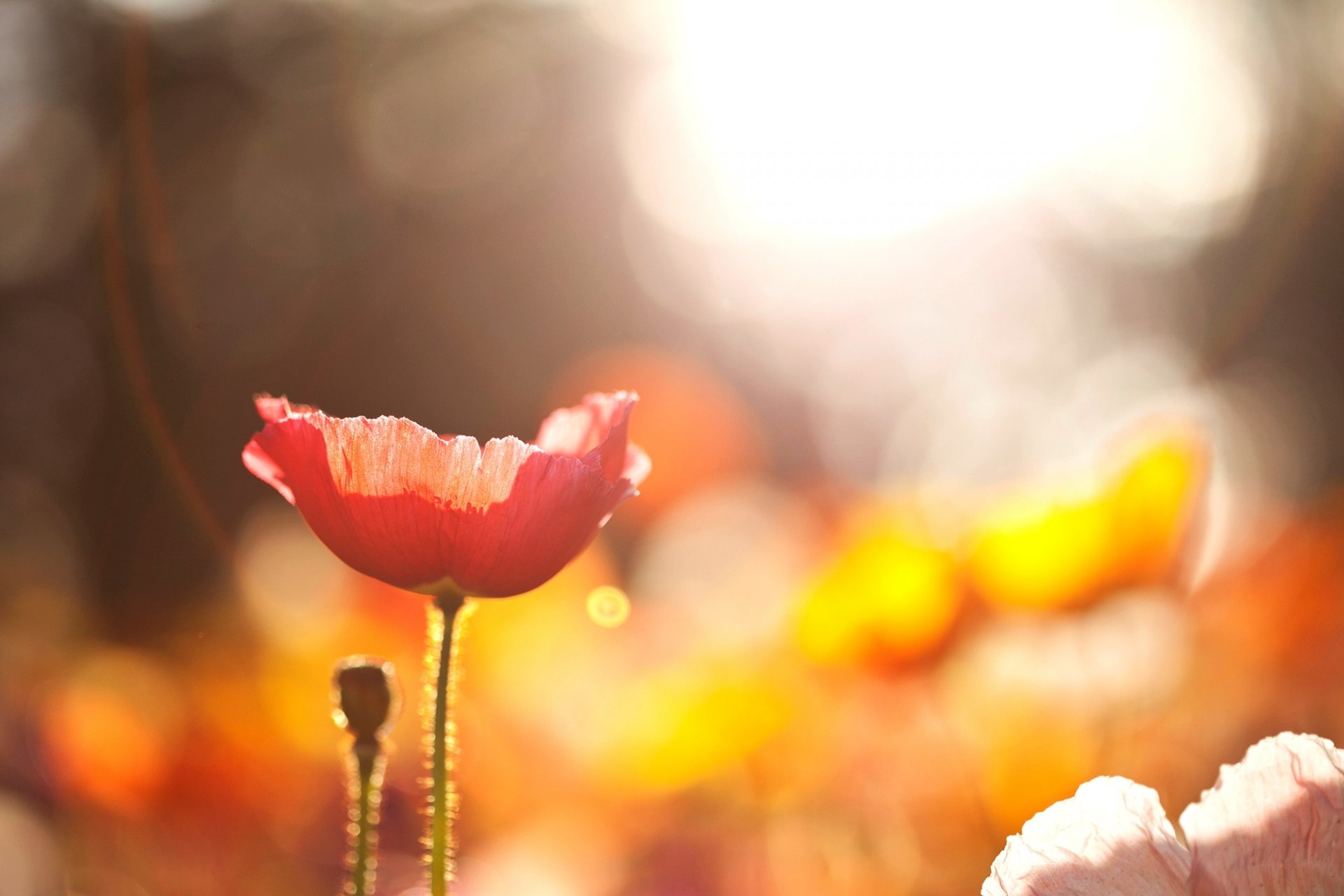 mohn blume rot blumen feld natur makro licht sonne bokeh