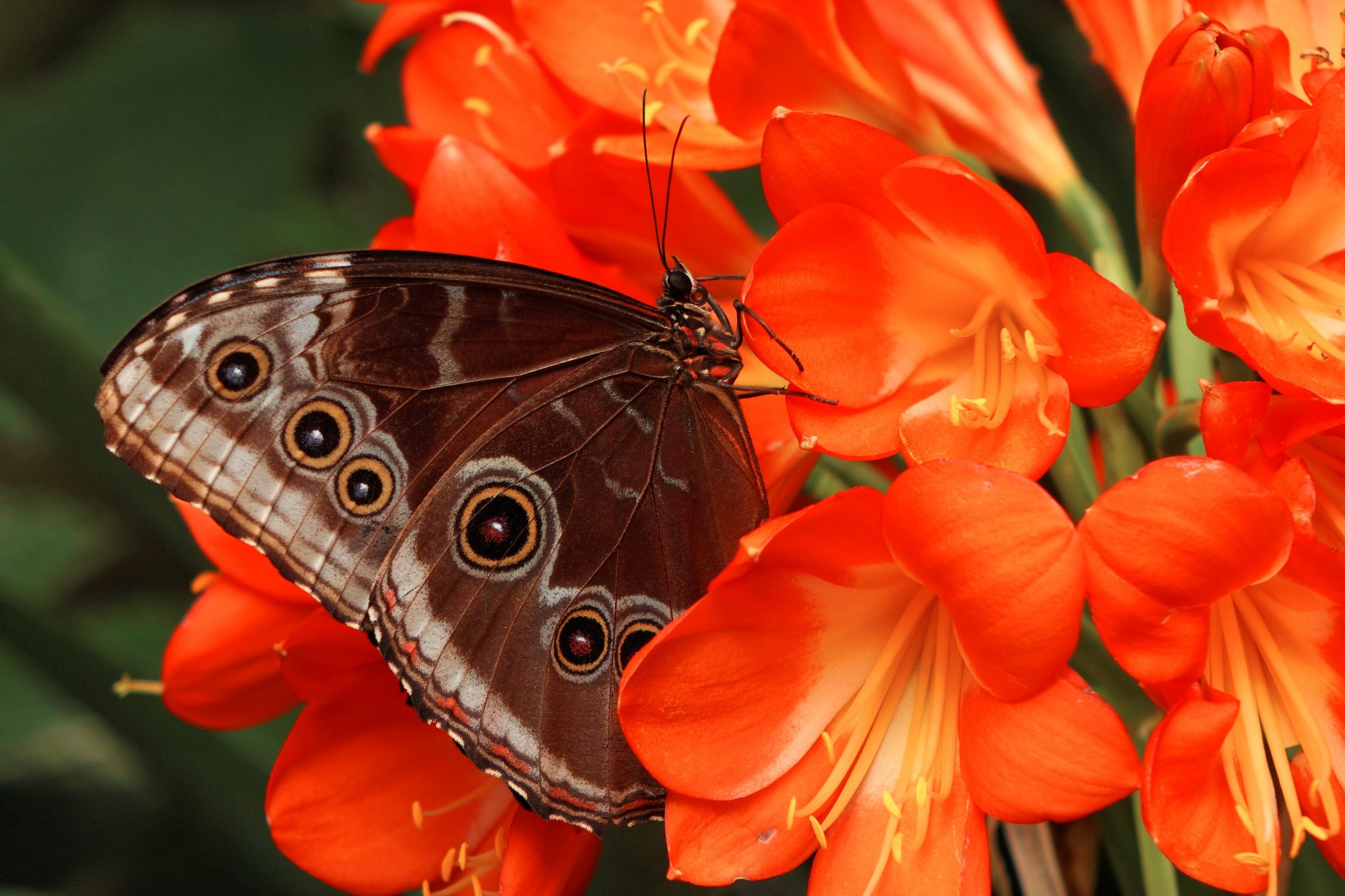 butterfly flower wings pattern petals moth insect plant