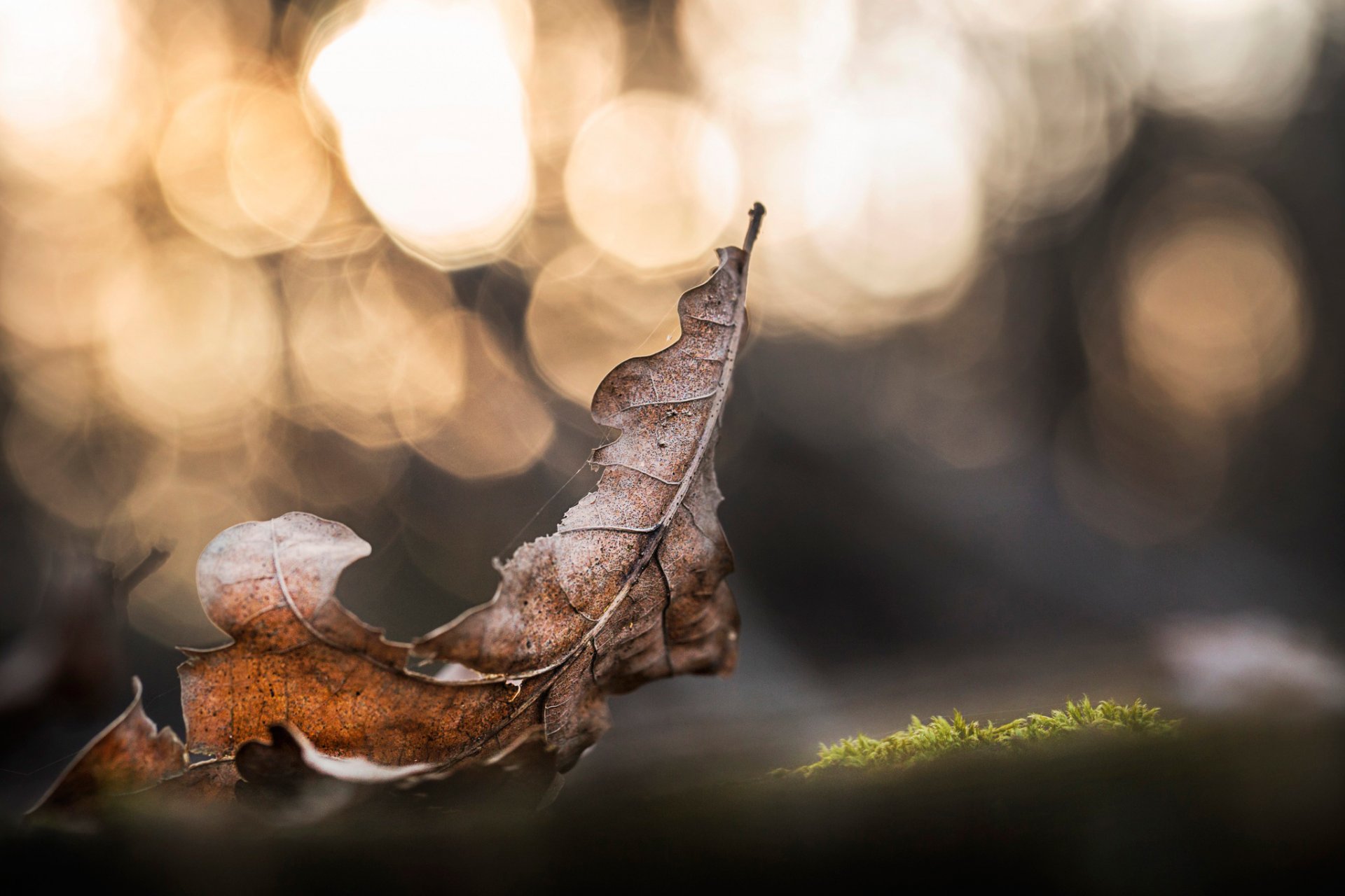 sec chêne feuille bokeh