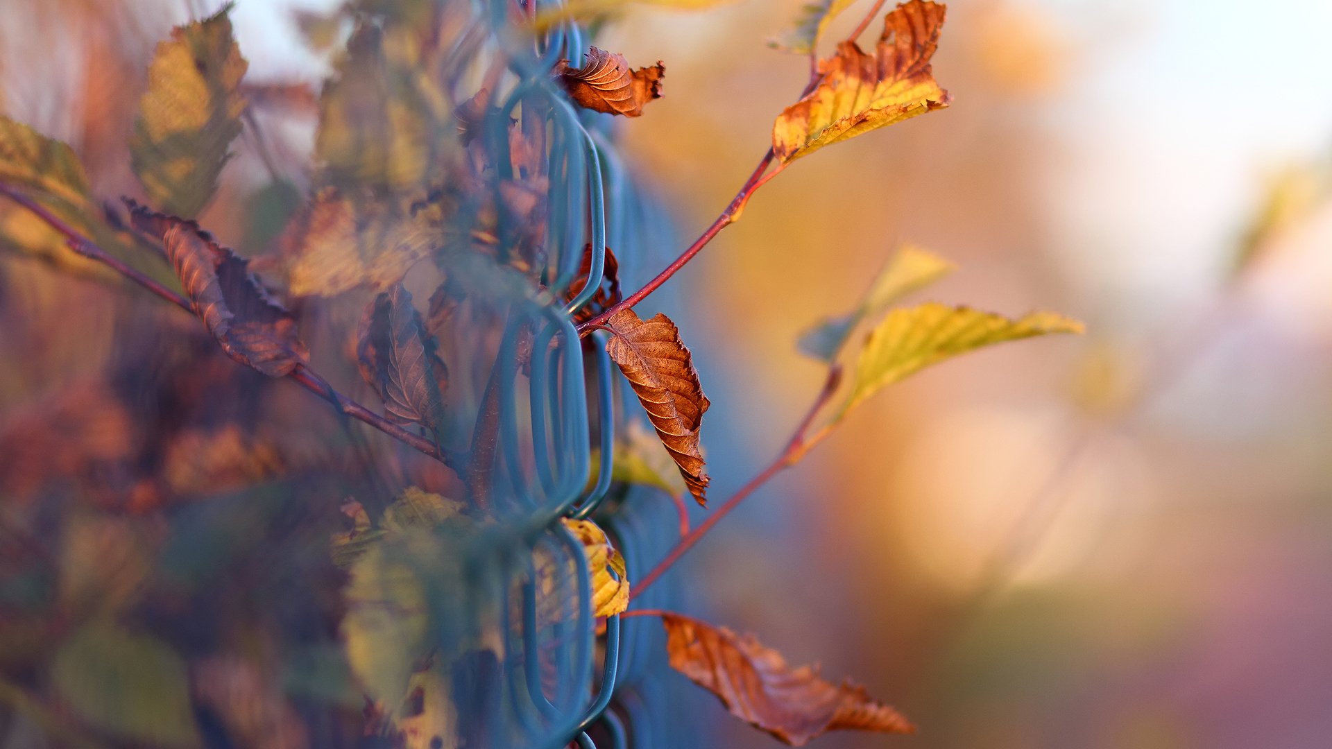 close up autumn foliage branches fence net bokeh