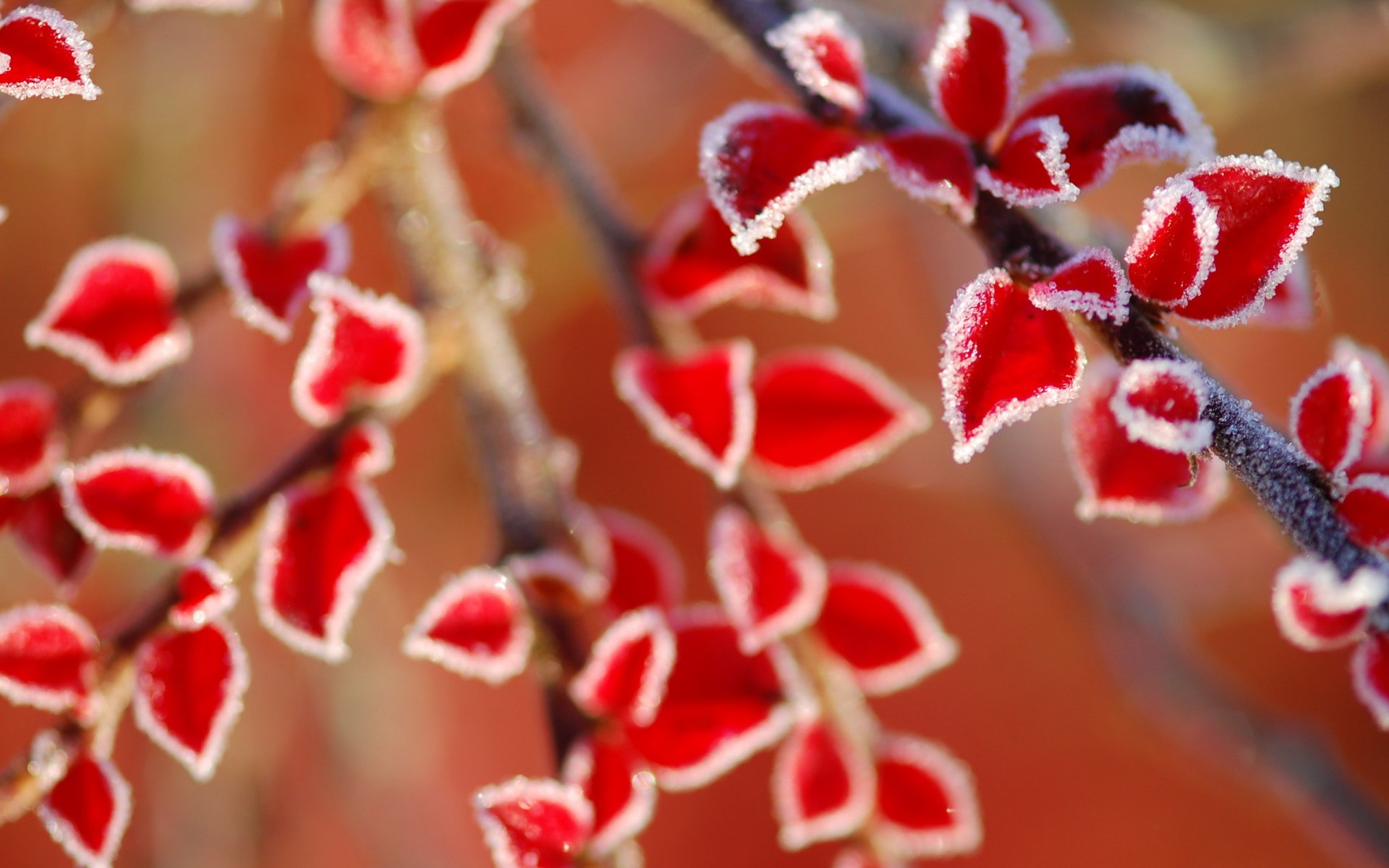 foglie natura macro