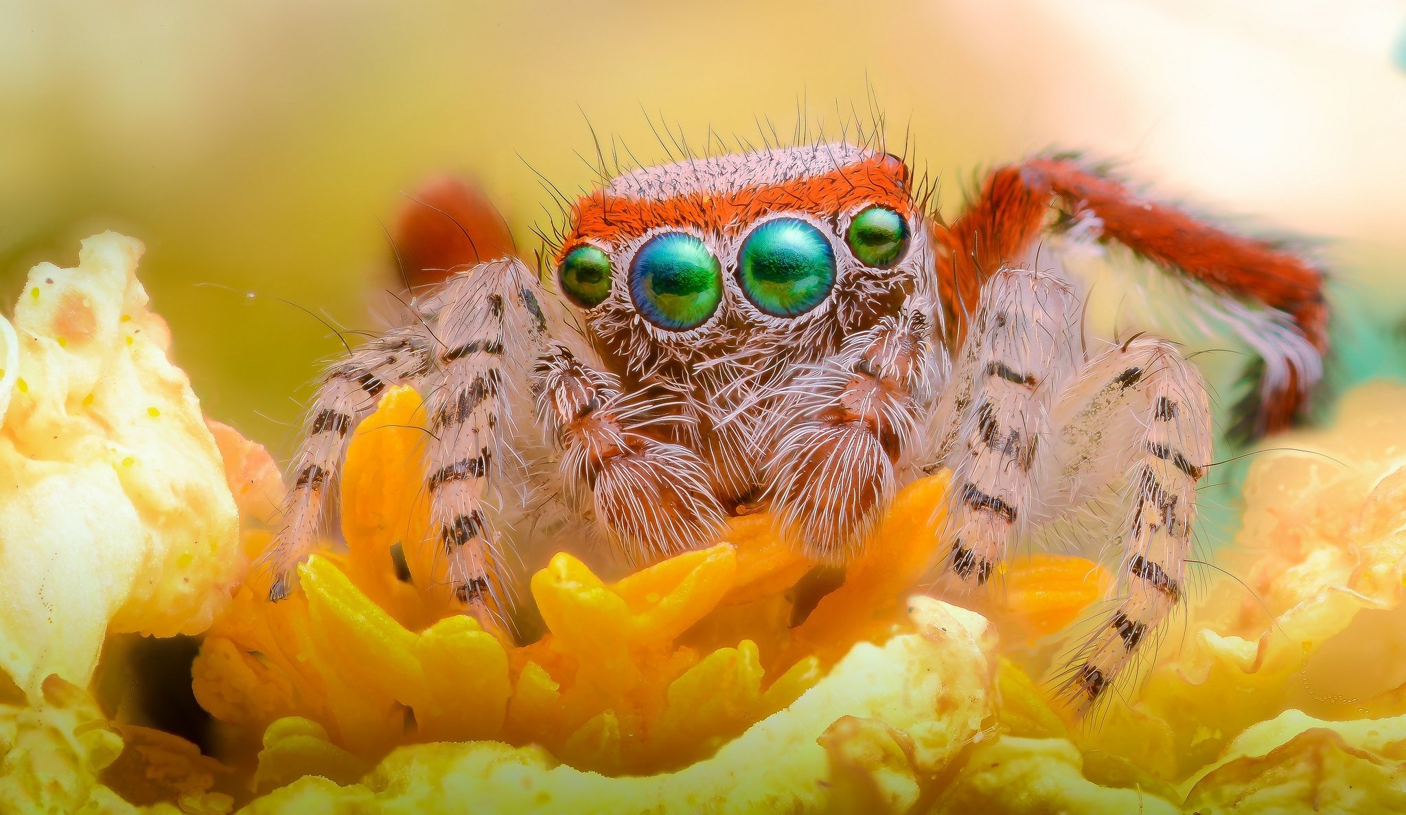 flor araña saltador patas ojos mirada