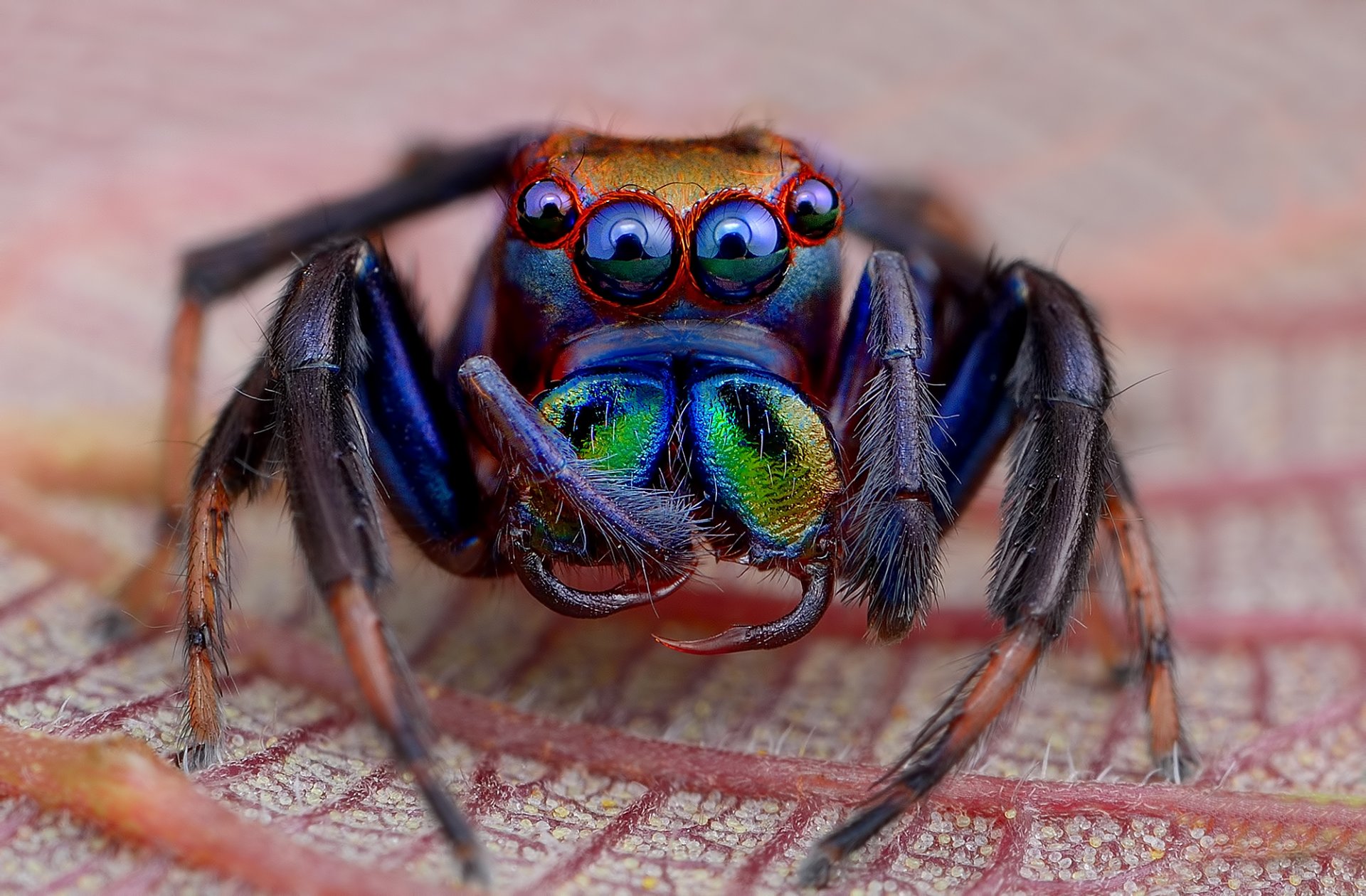 pianta foglia ragno ponticello occhi