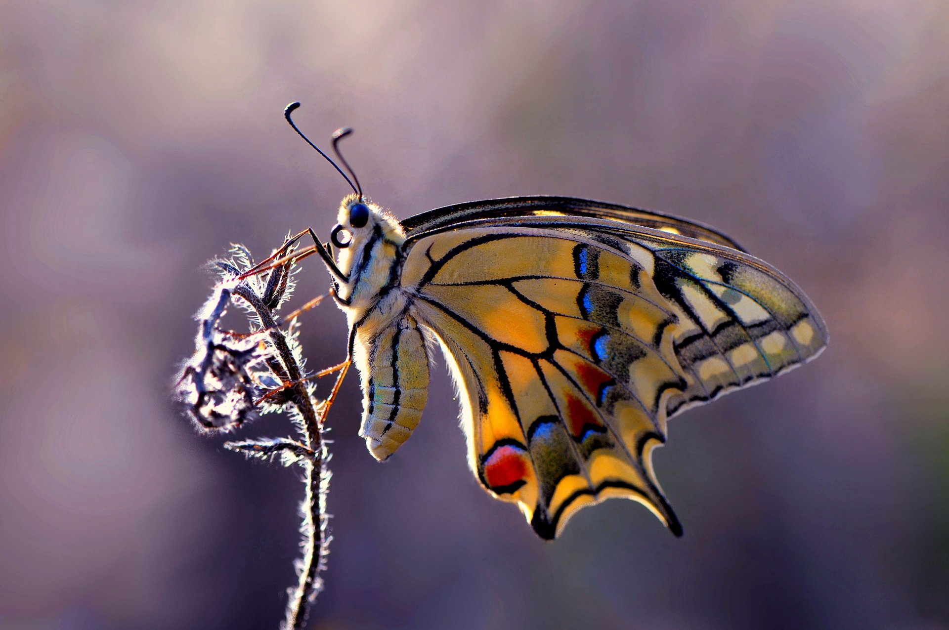 plant butterfly background