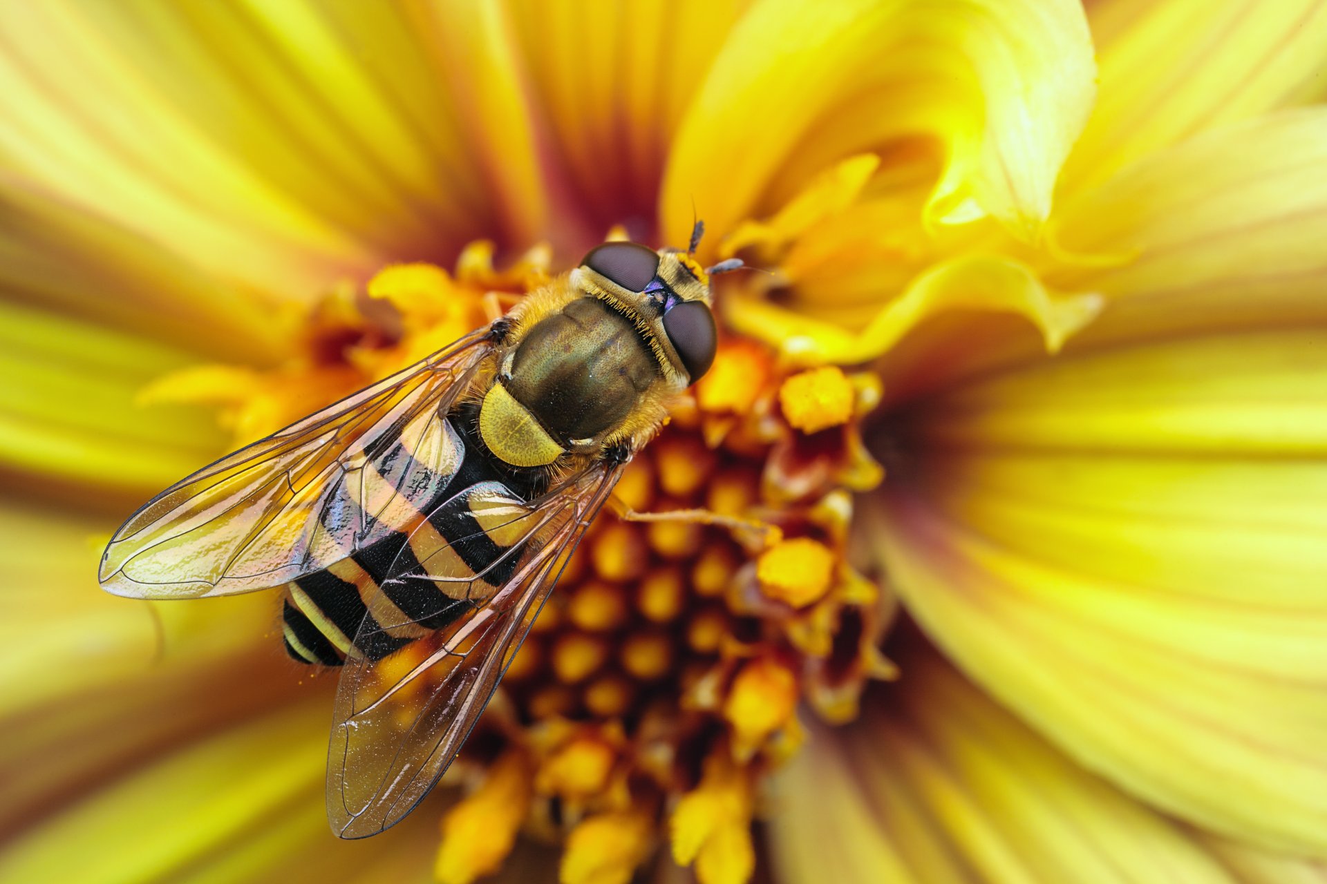 abeille guêpe fleur jaune ailes macro rayures rayures insecte