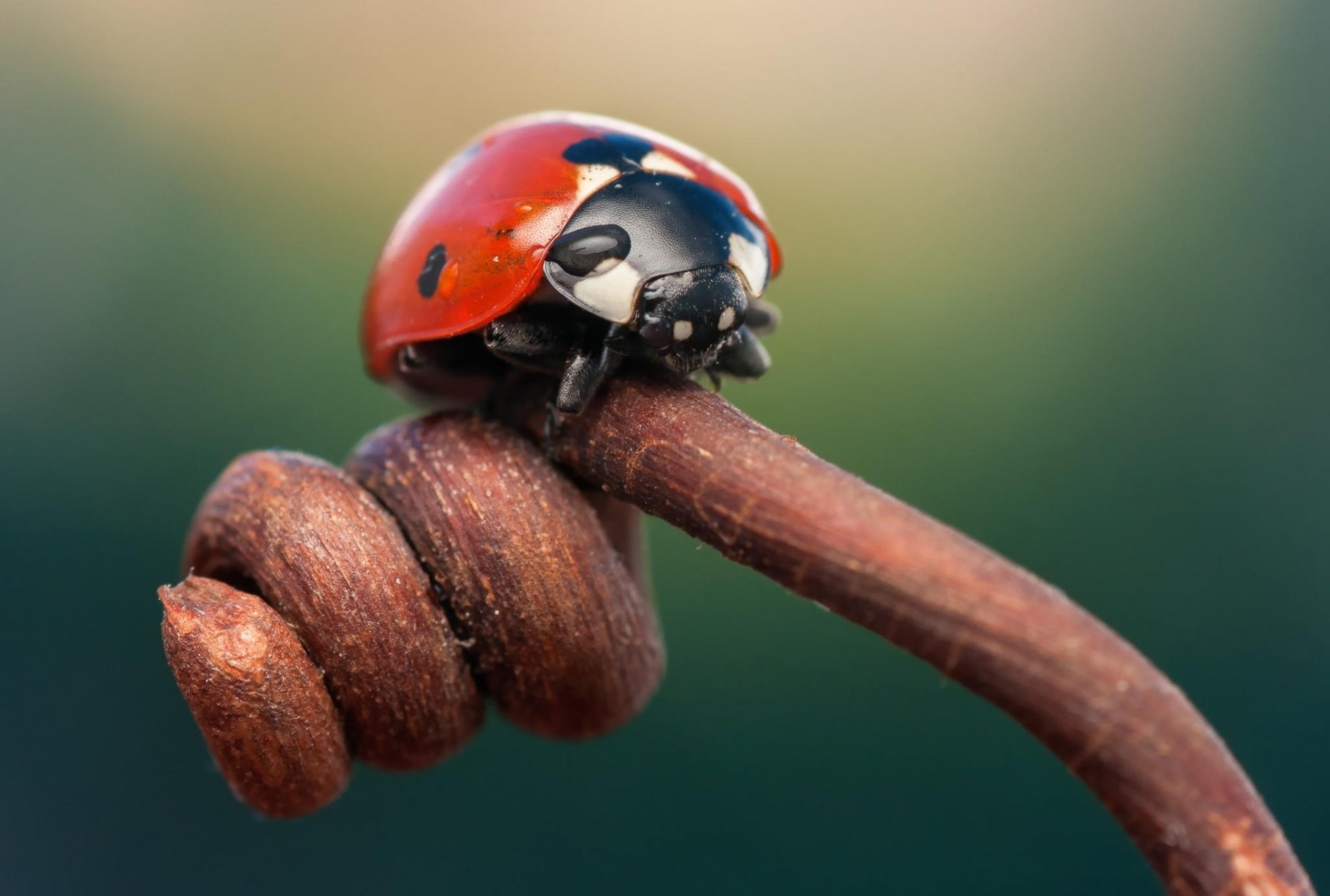 close up insect ladybug branch