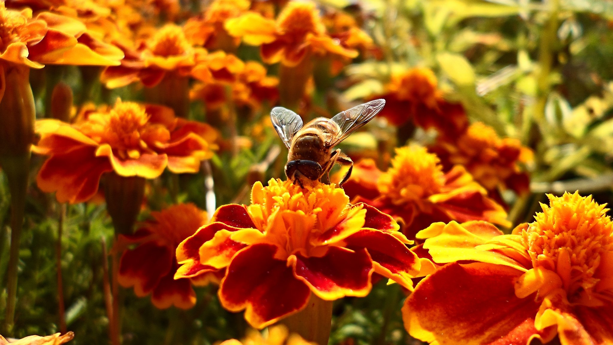 verano flores flor abeja abejas recoge néctar 5-12segundos entrega néctar a la colmena toma 15minutos bokeh fondo de pantalla