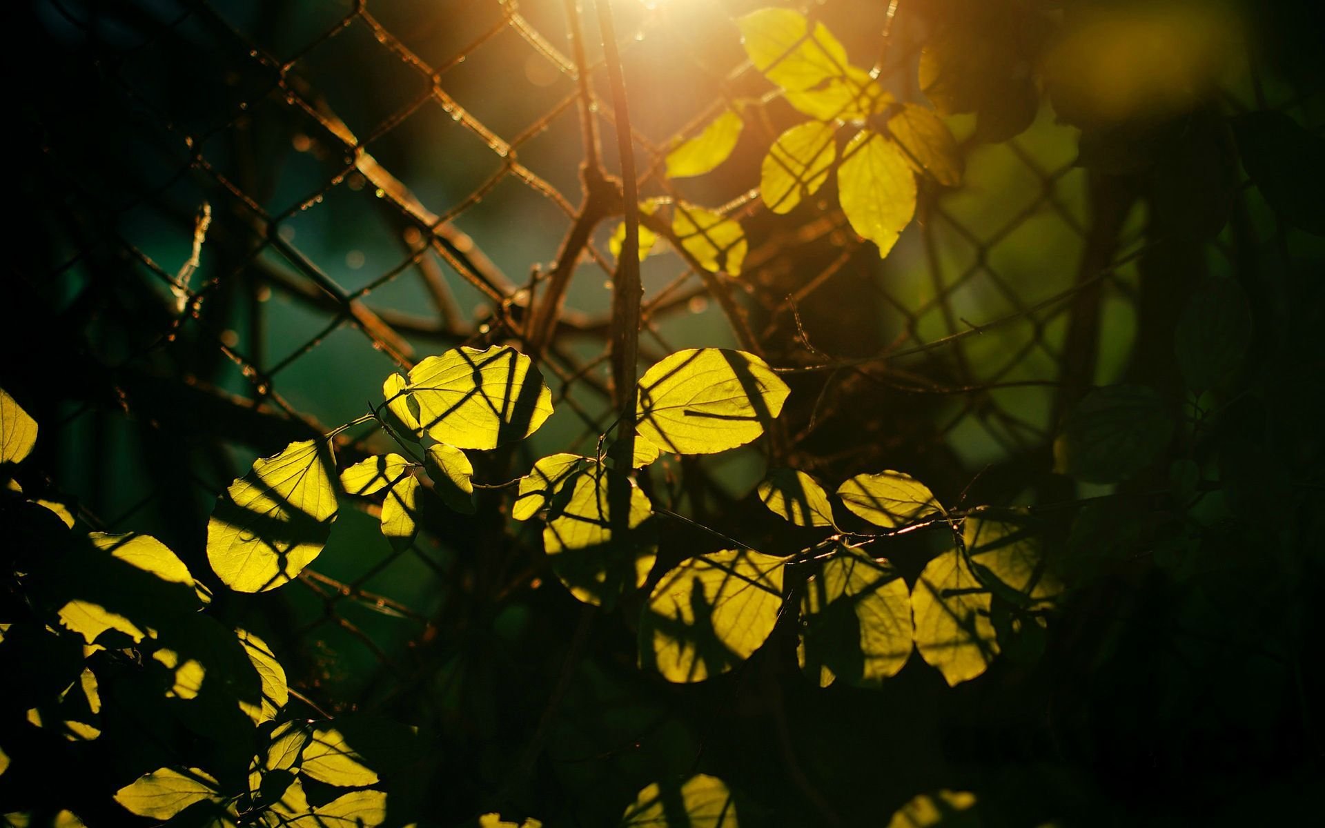 makro blätter blätter baum bäume zweige sonne tag gitter zaun zaun strahlen verlassen zaun hintergrund tapete widescreen vollbild widescreen