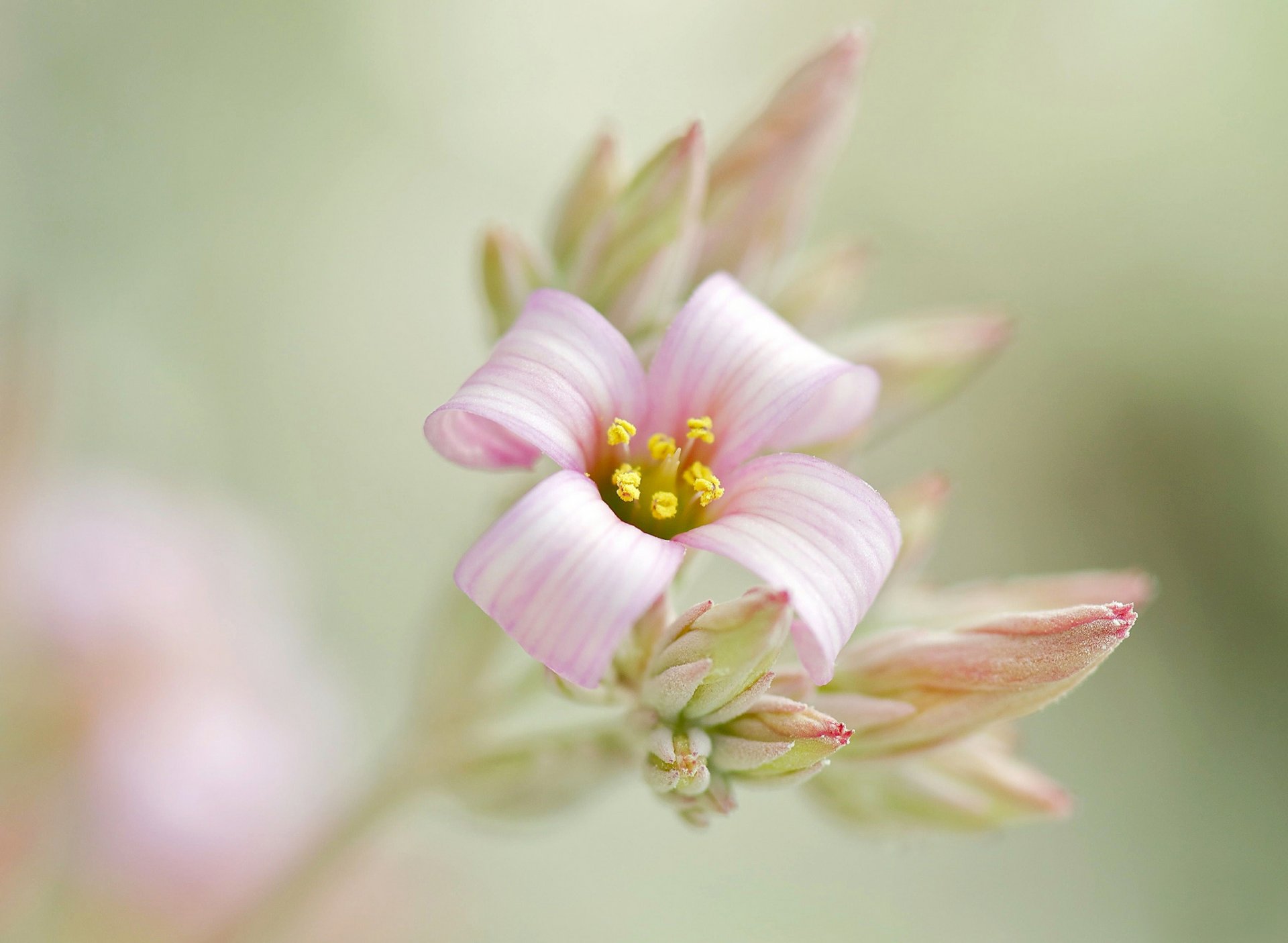 branch flower pink buds inflorescence background